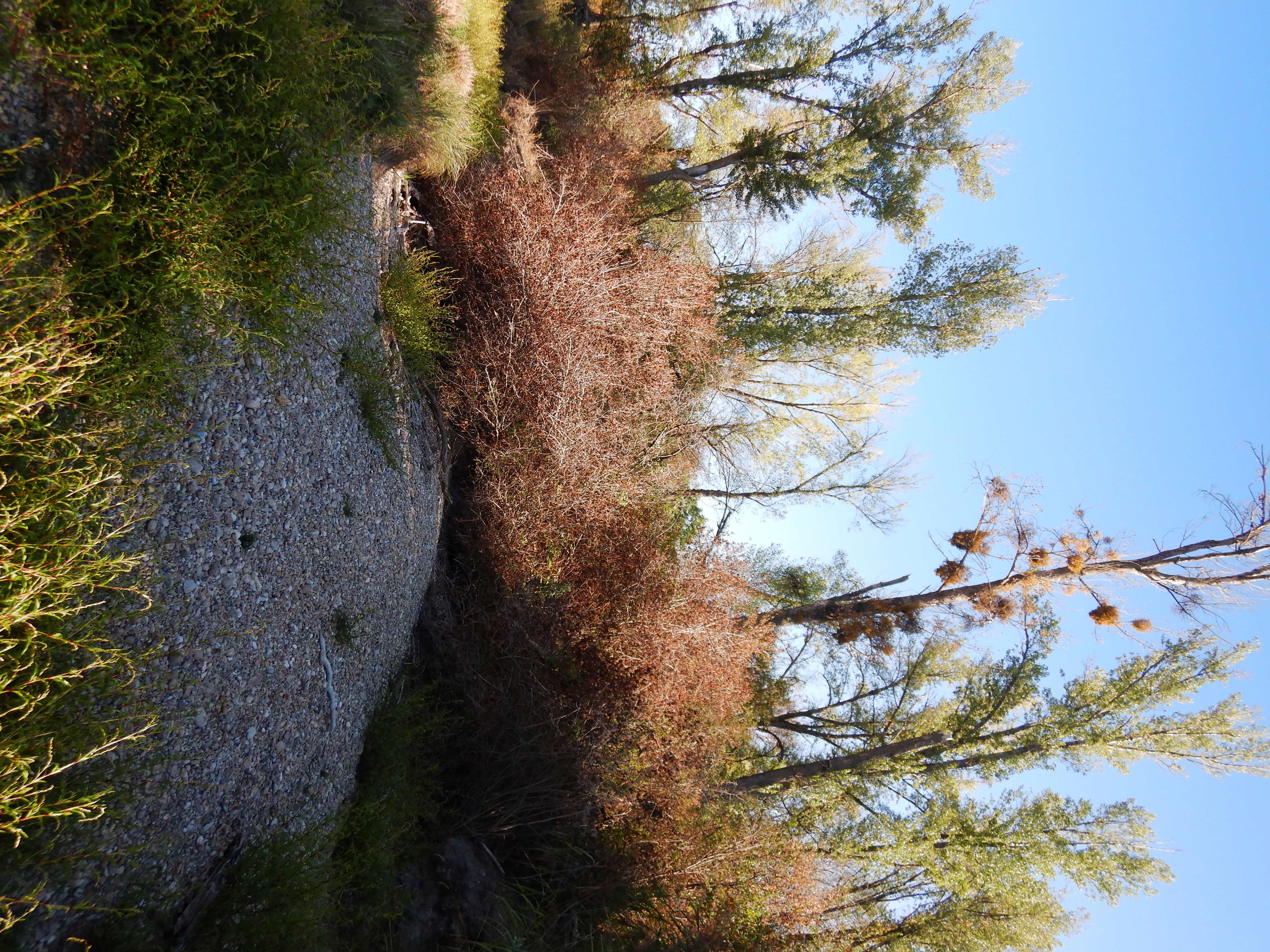 DSCN8393 2026-09-06, Verbindungsarm Kühwörther Wasser -Schönauer Arm.jpg