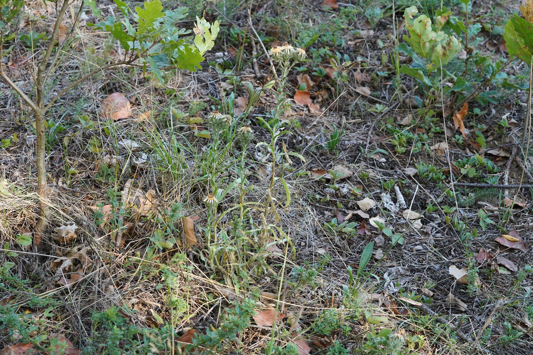 DSC08998.JPG