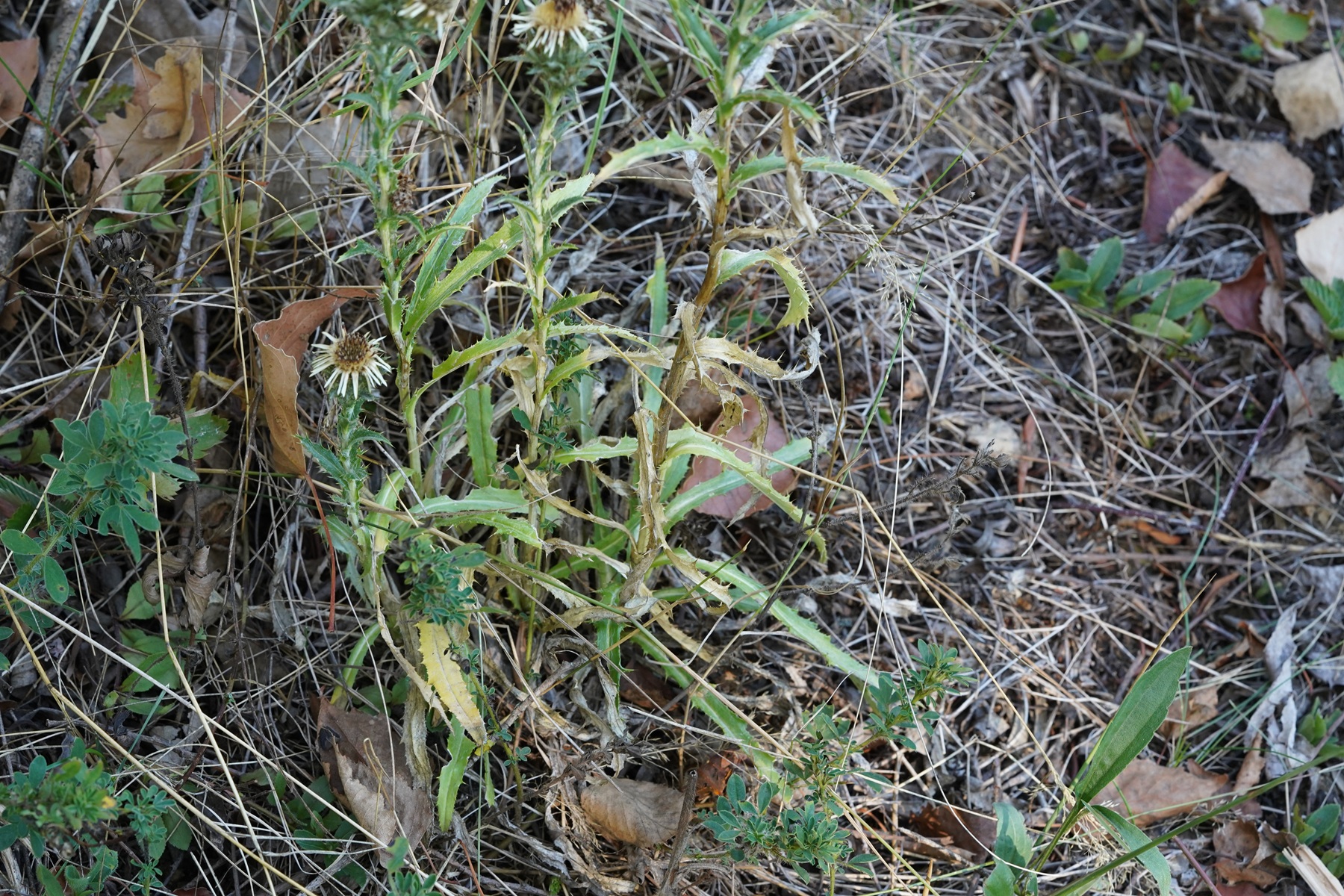 DSC09000.JPG