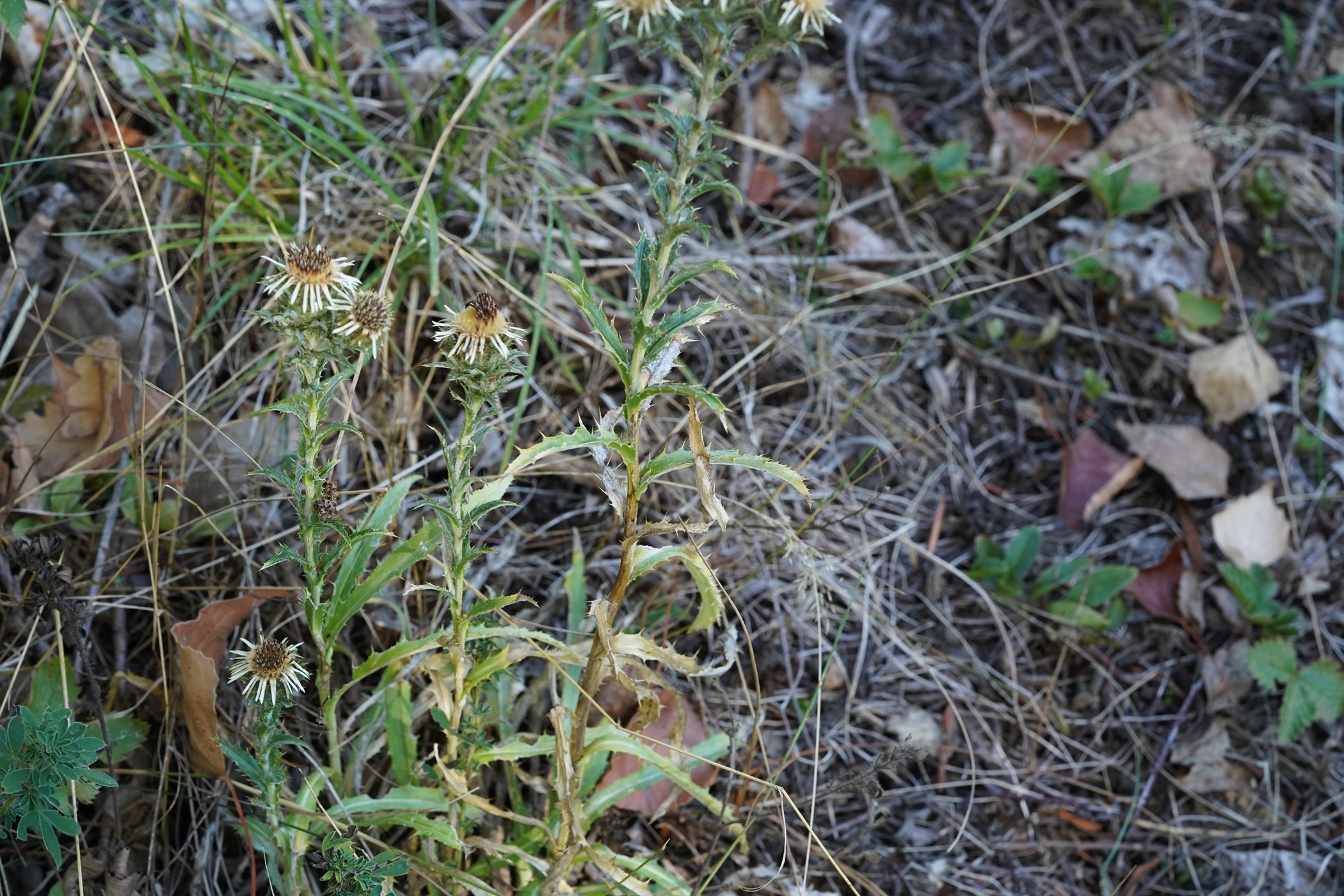 DSC09001.JPG