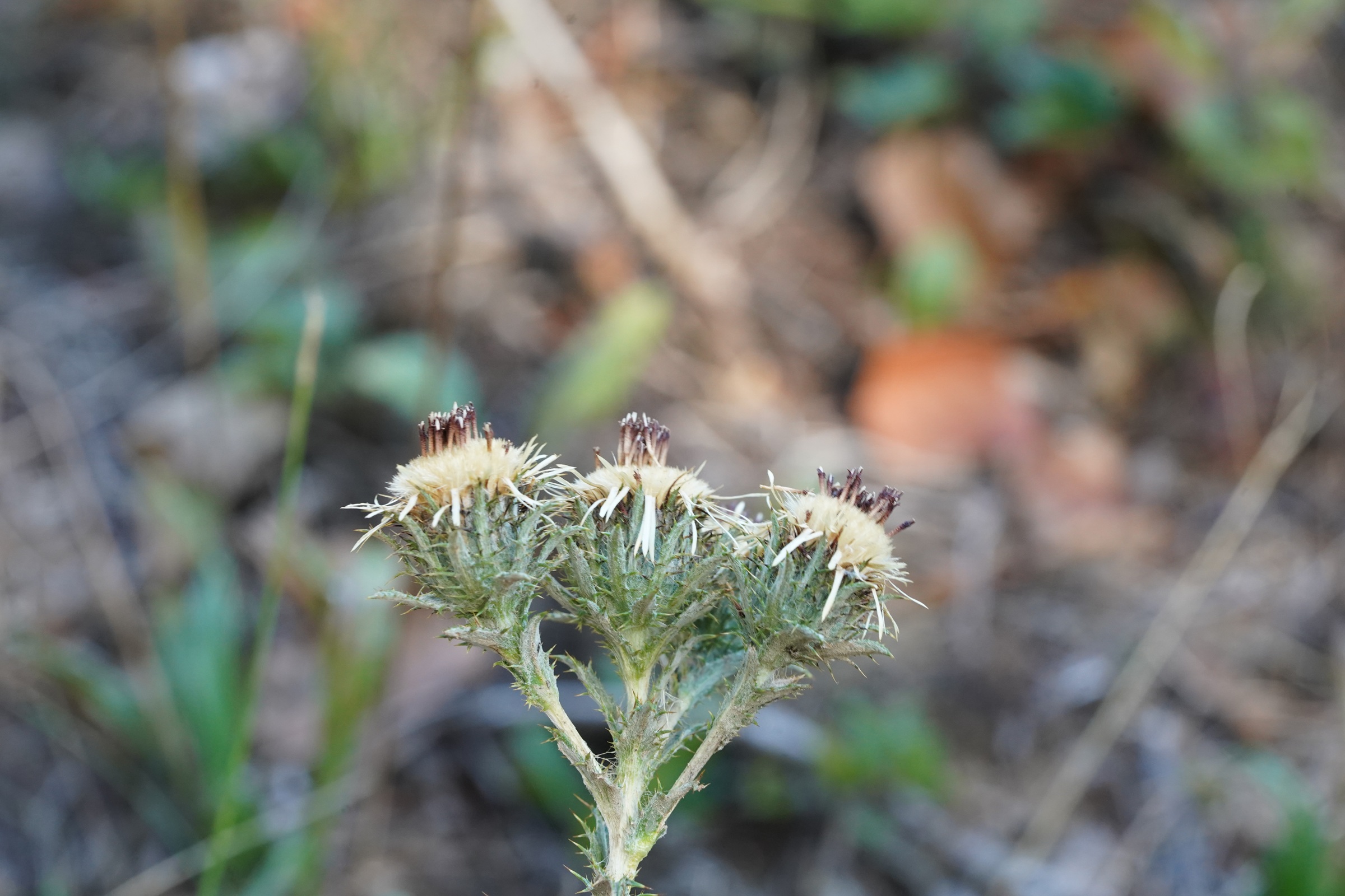DSC09003.JPG