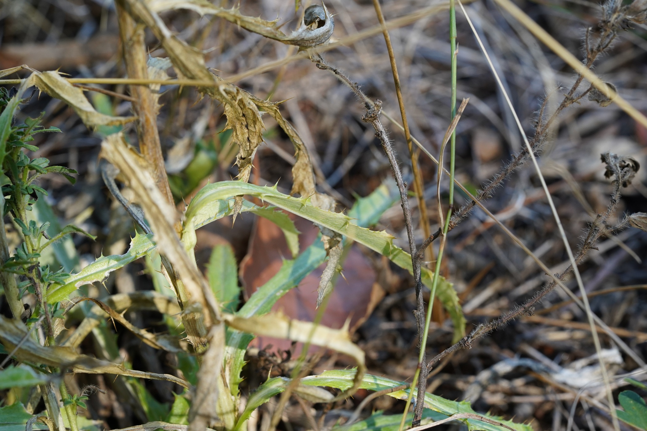 DSC09005.JPG