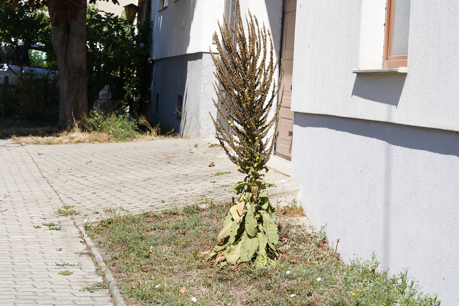 DSC07575.JPG