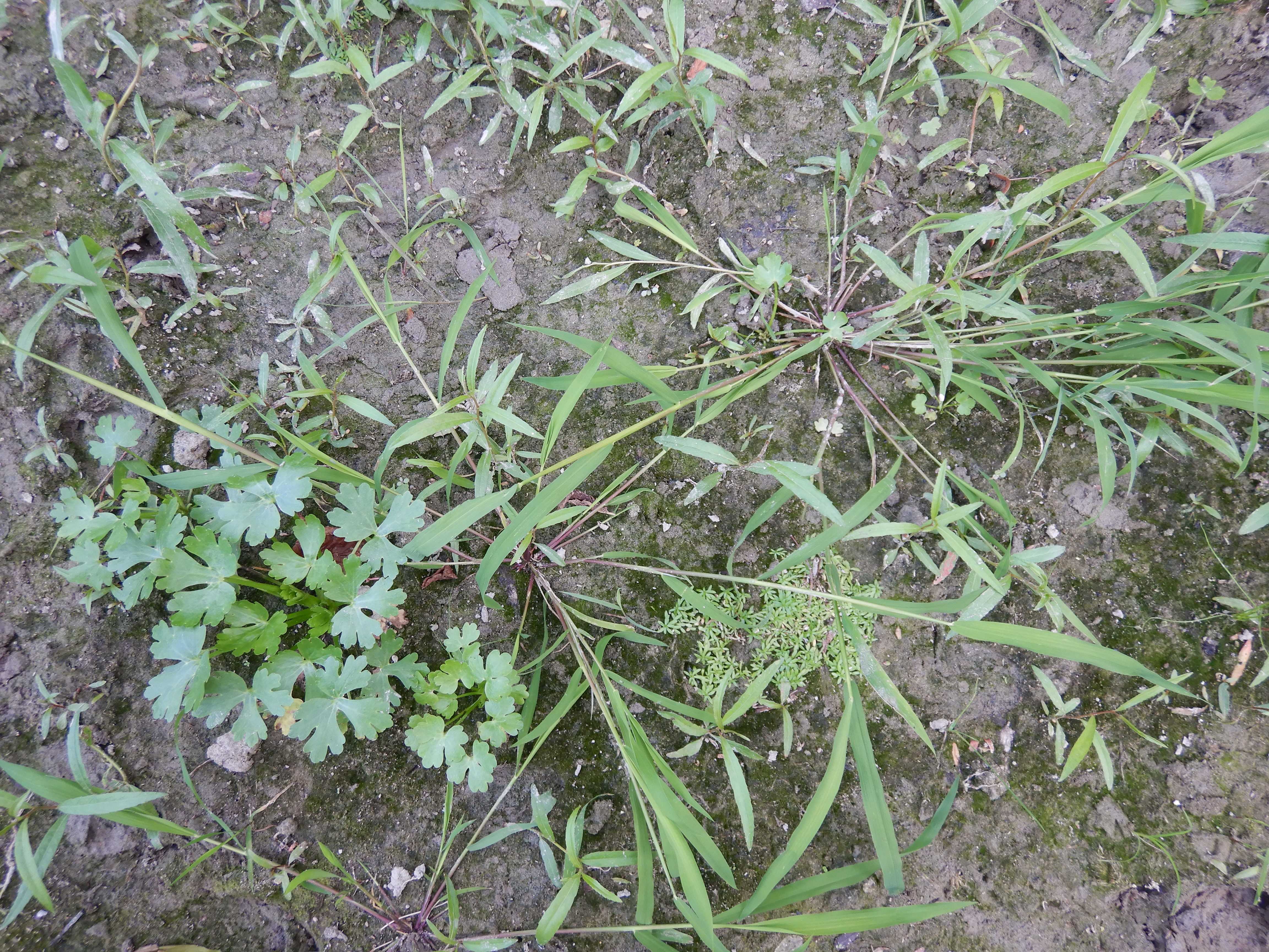 DSCN8929 2026-09-07 hainburg-röthelstein leersia oryzoides, ranunculus sceleratus, callitriche sp.jpg