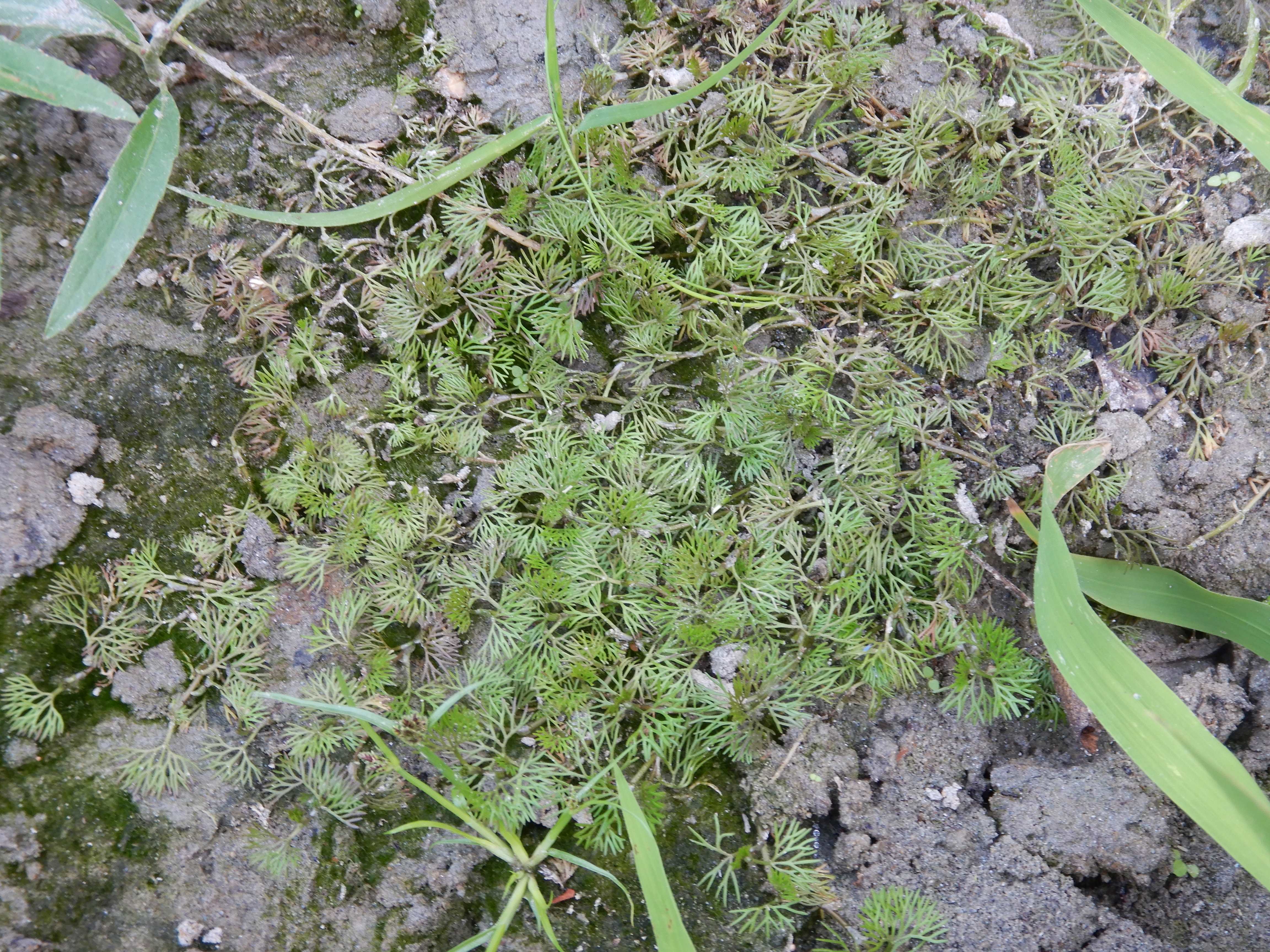 DSCN8932 2026-09-07 hainburg-röthelstein ranunculus sp. S.jpg
