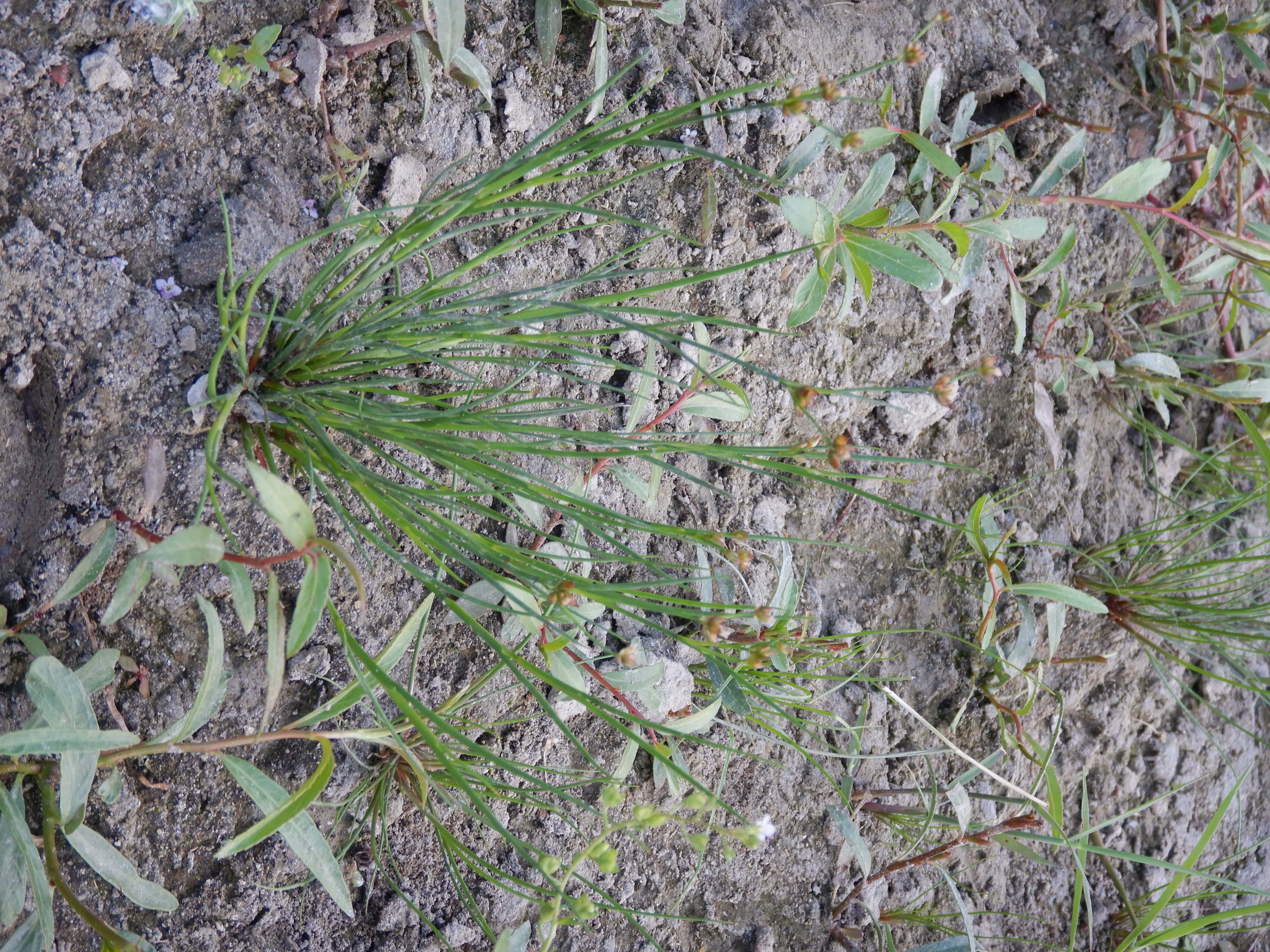 DSCN8965 2026-09-07 hainburg-röthelstein juncus articulatus.jpg
