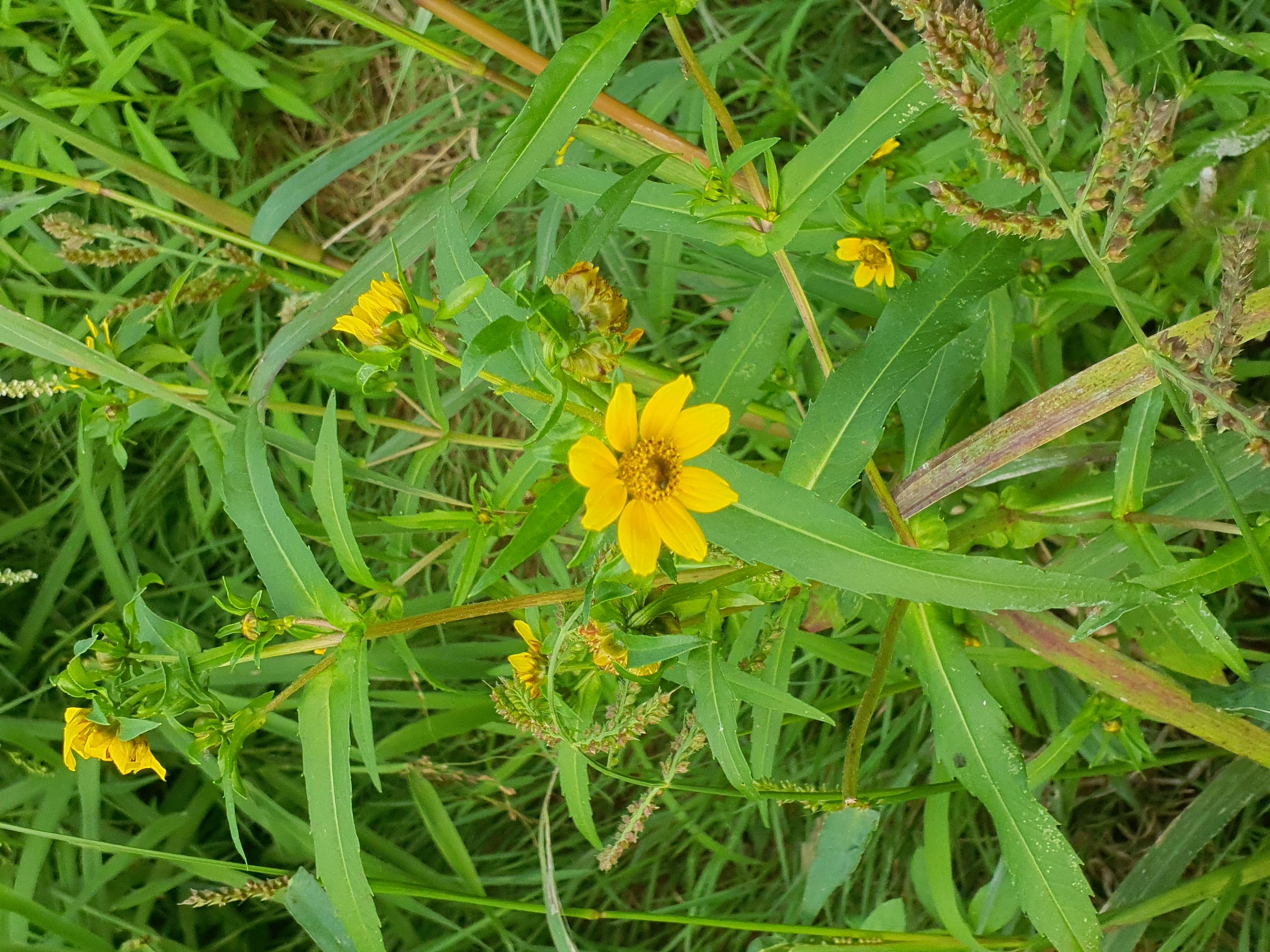 IMG_20260907_171306 2026-09-07 hainburg-röthelstein bidens cernua S.jpg