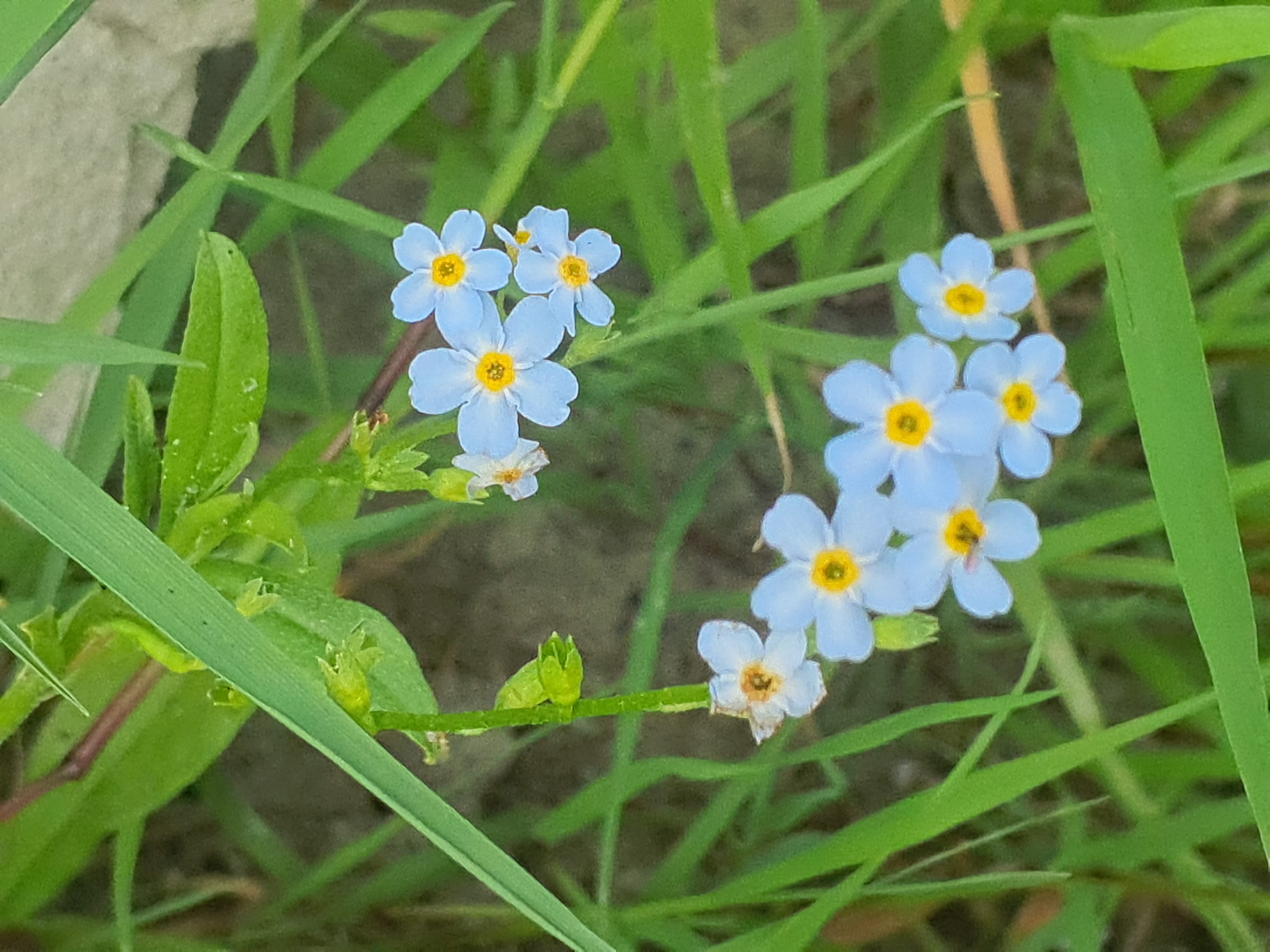 IMG_20260907_172340 2026-09-07 hainburg-röthelstein myosotis scorpioides.jpg