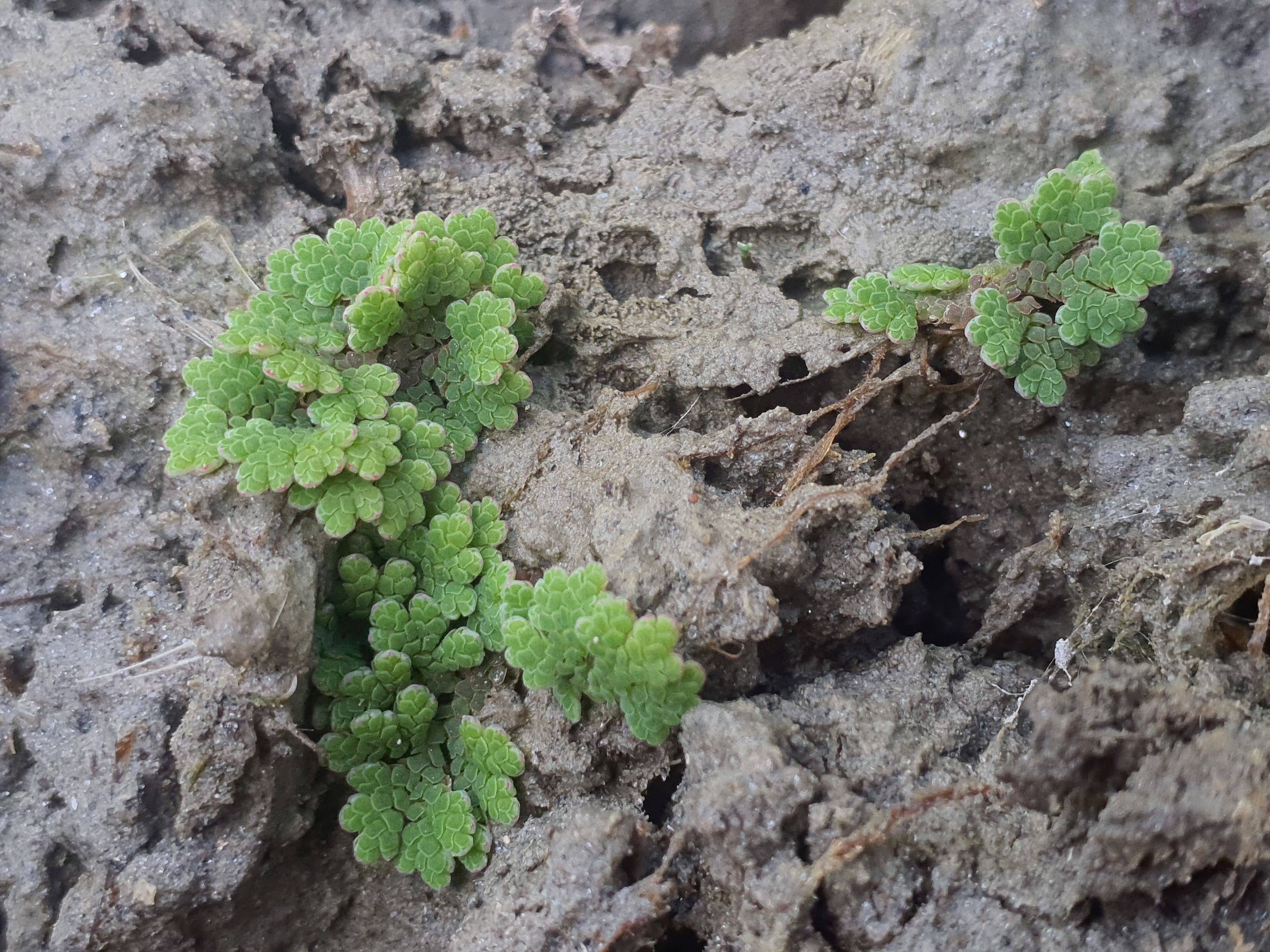 IMG_20260907_174749 2026-09-07 hainburg-röthelstein azolla filicoides.jpg