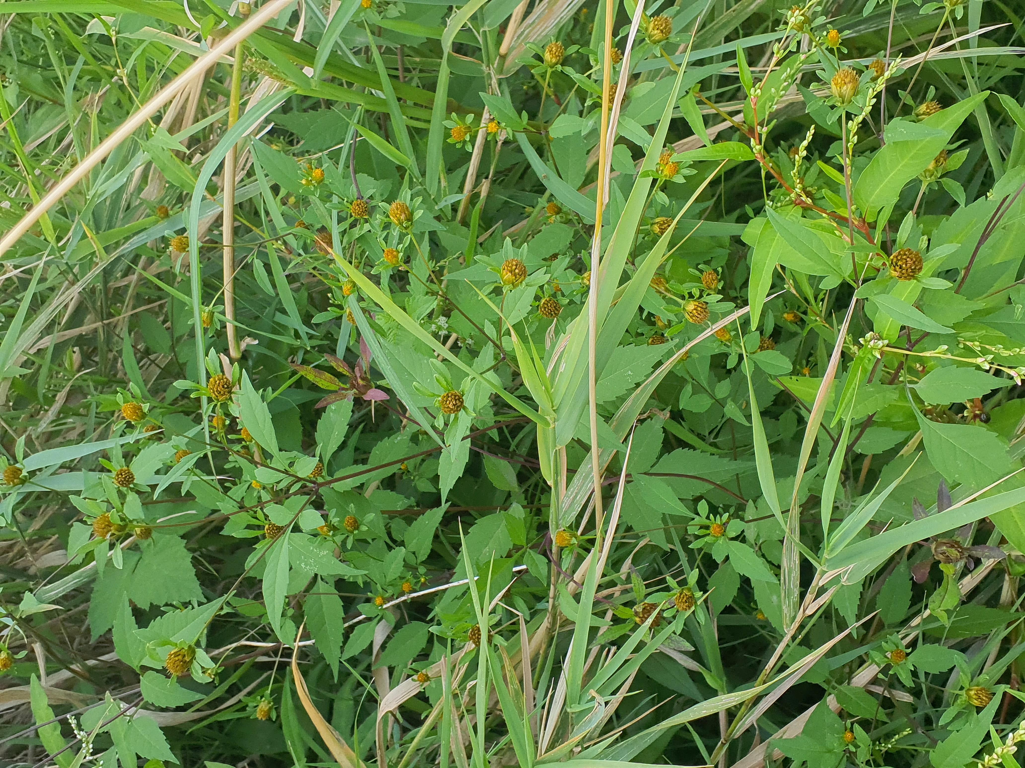 IMG_20260907_175055 2026-09-07 hainburg-röthelstein bidens frondosa.jpg