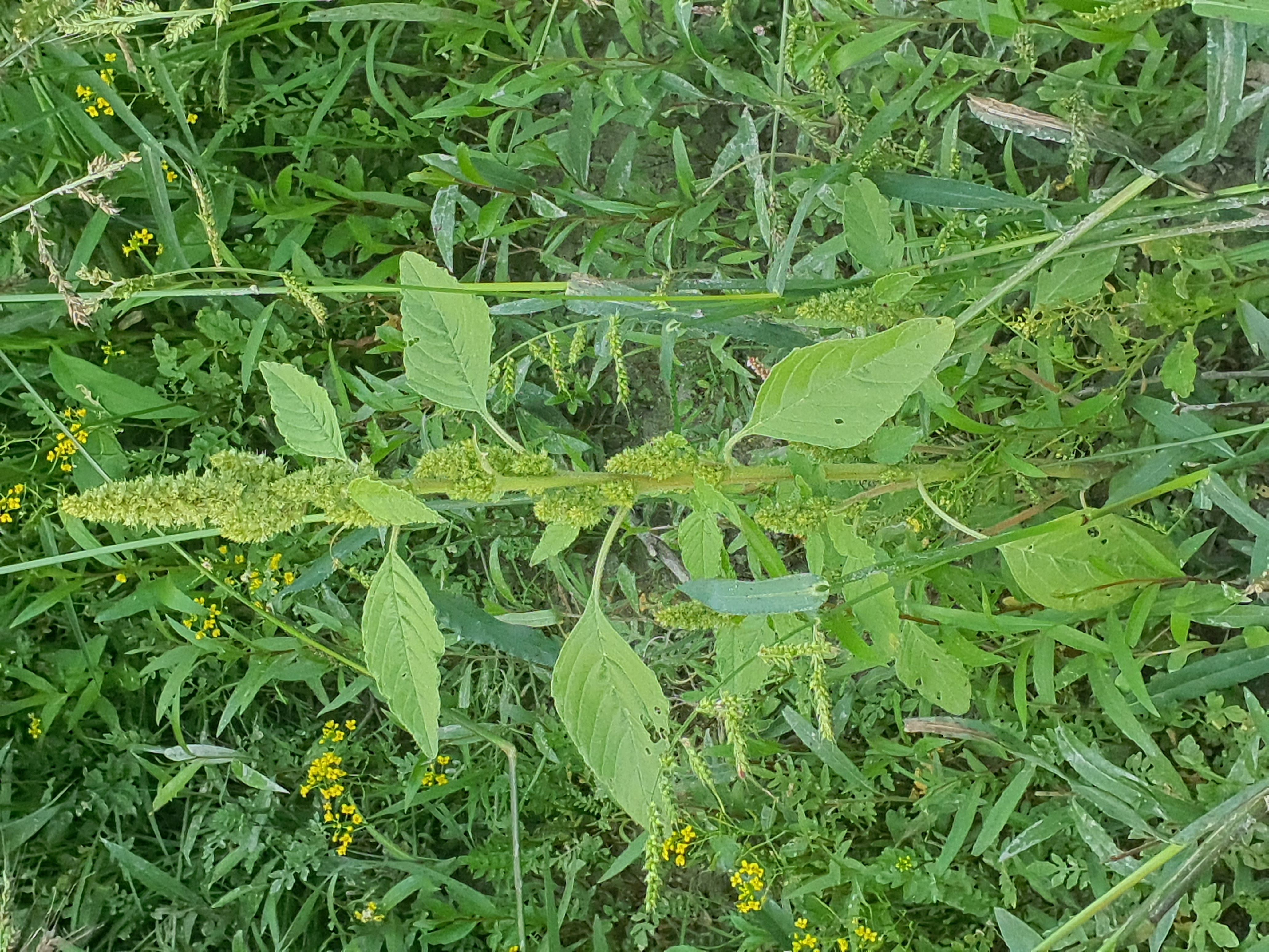 IMG_20260907_175849 2026-09-07 hainburg-röthelstein amaranthus retroflexus S.jpg