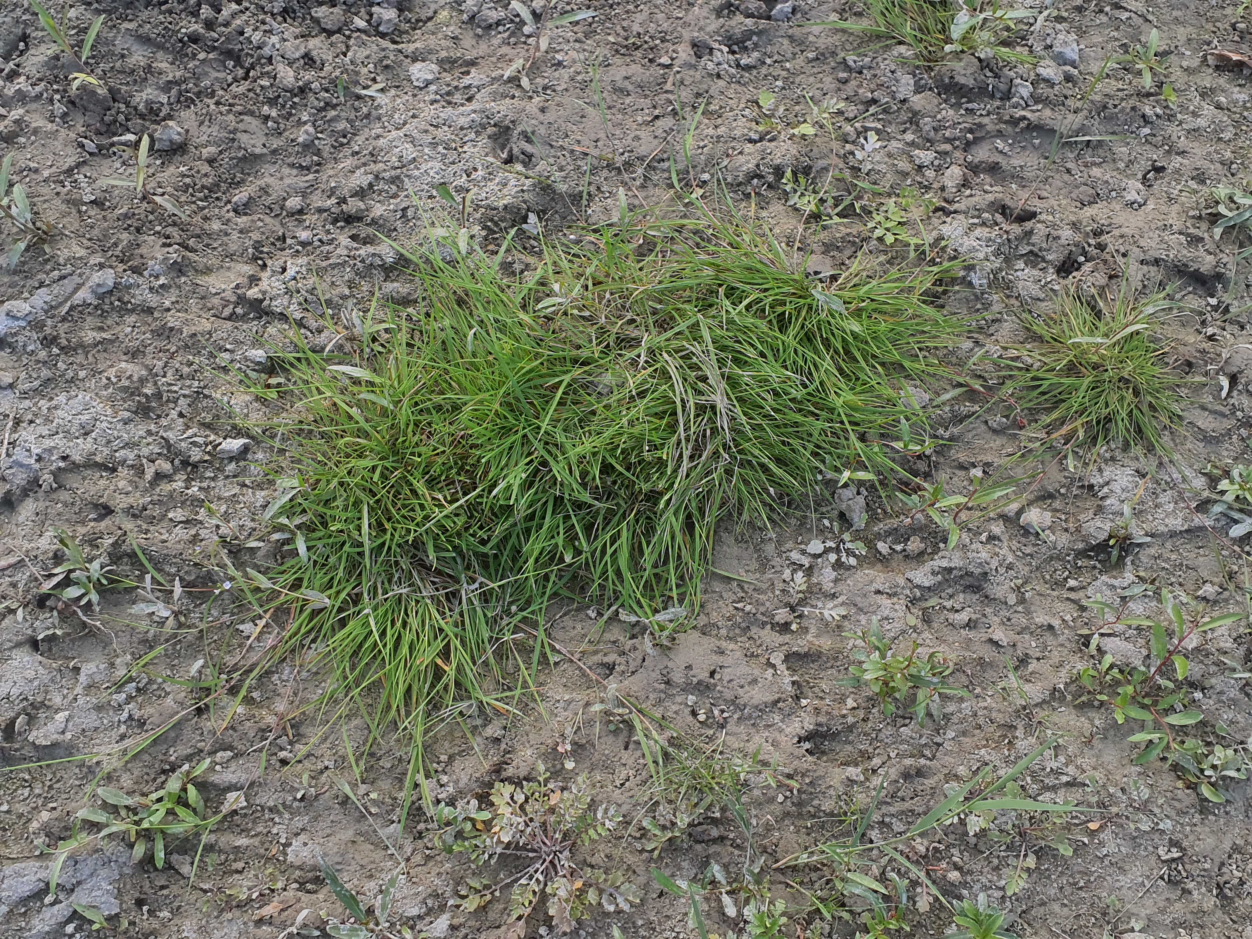 IMG_20260907_181017 2026-09-07 hainburg-röthelstein agrostis stolonifera.jpg