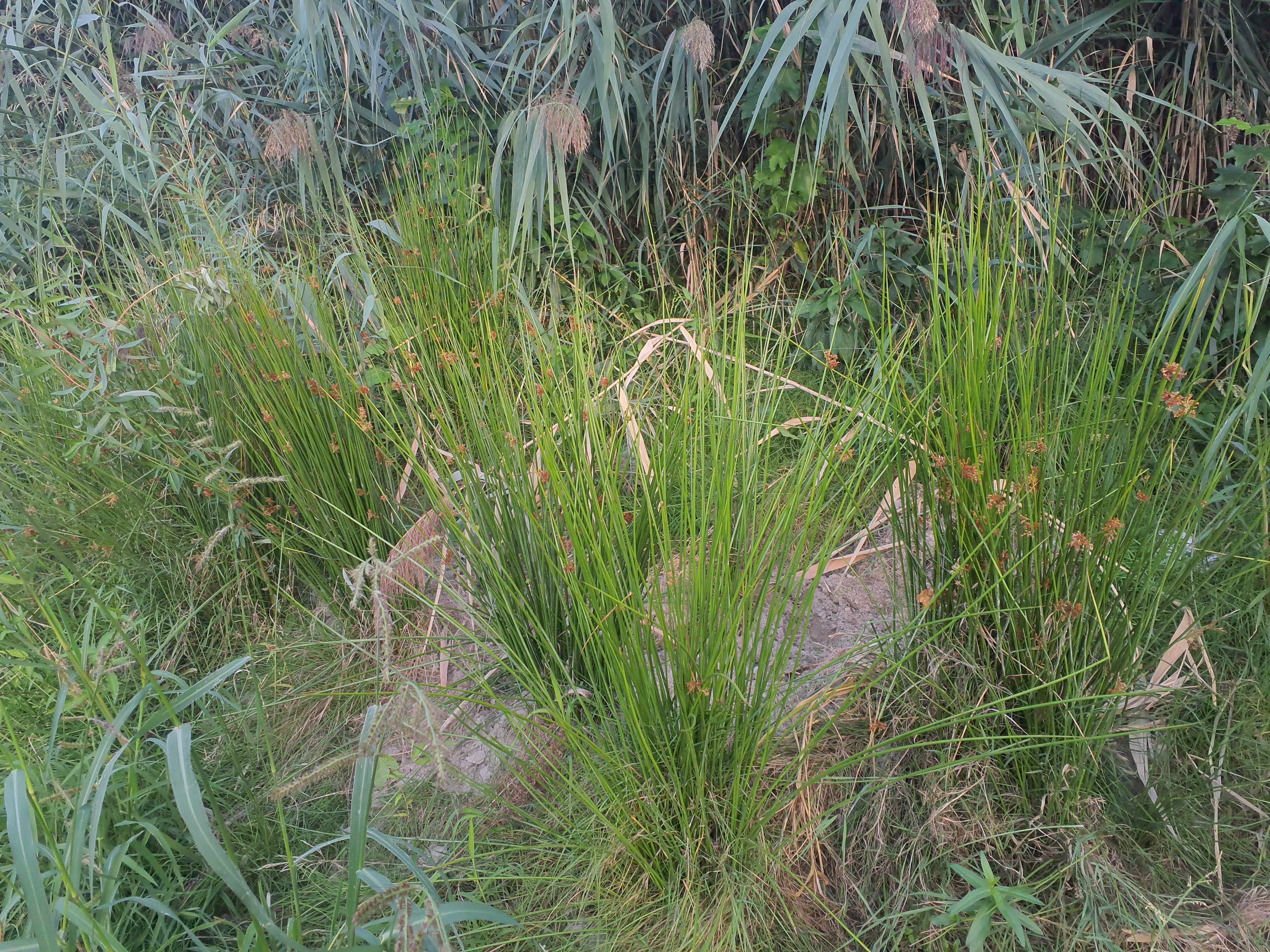 IMG_20260907_184200 2026-09-07 hainburg-röthelstein juncus effusus.jpg