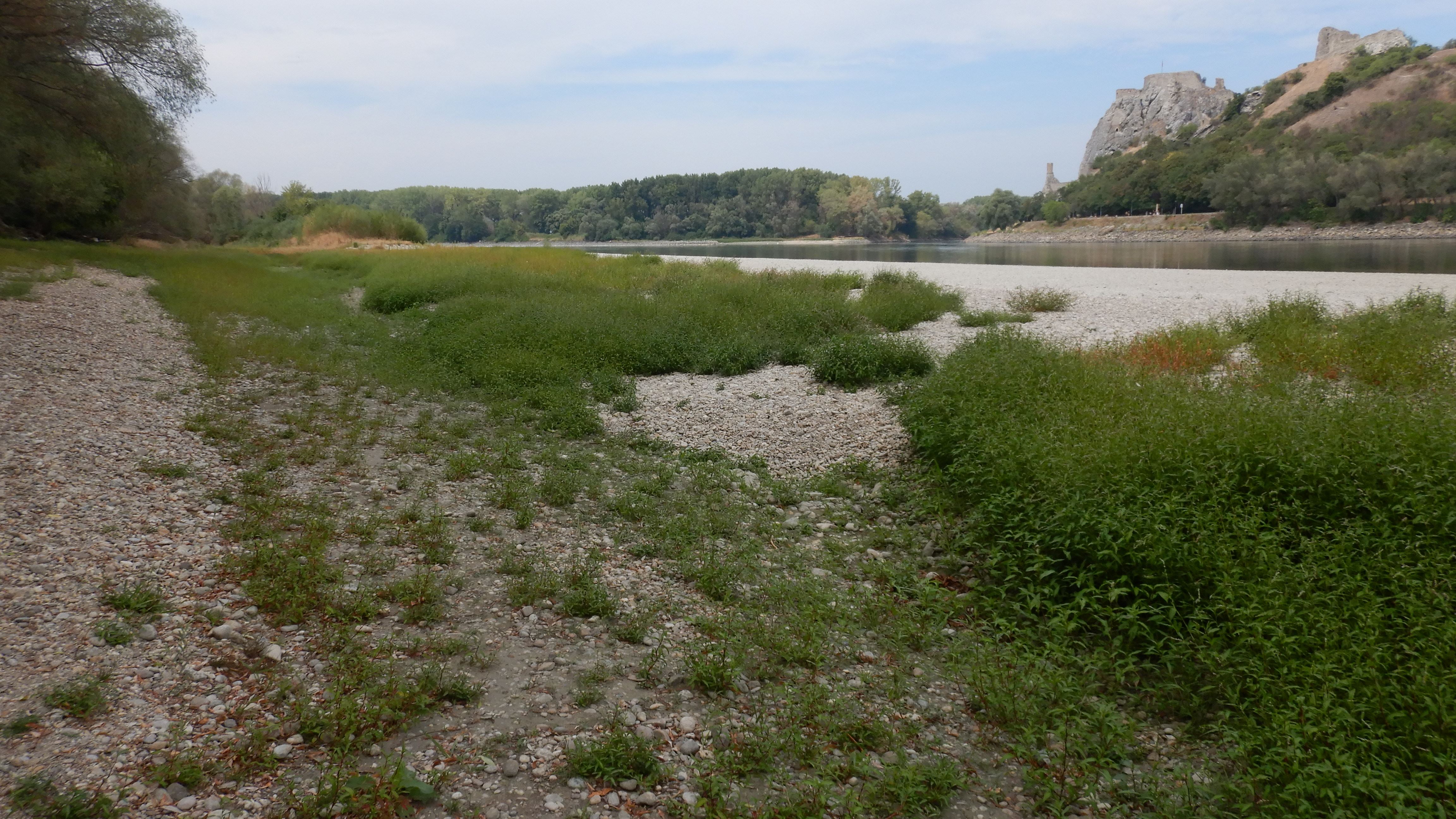 DSCN9078 2026-08-17 donau unterhalb hainburg.jpg