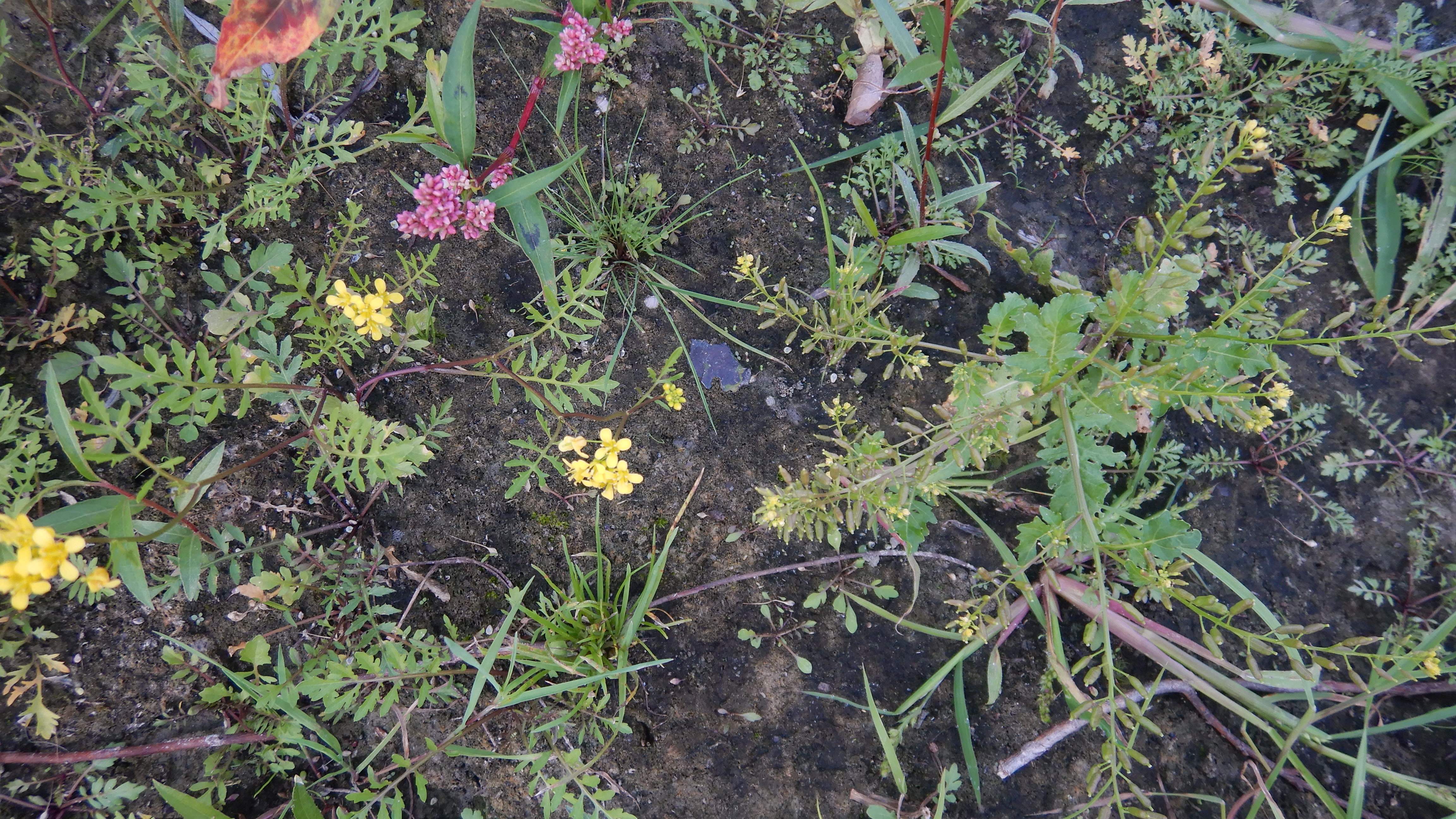 DSCN9851 orther inseln 2026-09-12 rorippa sylvestris+palustris.jpg