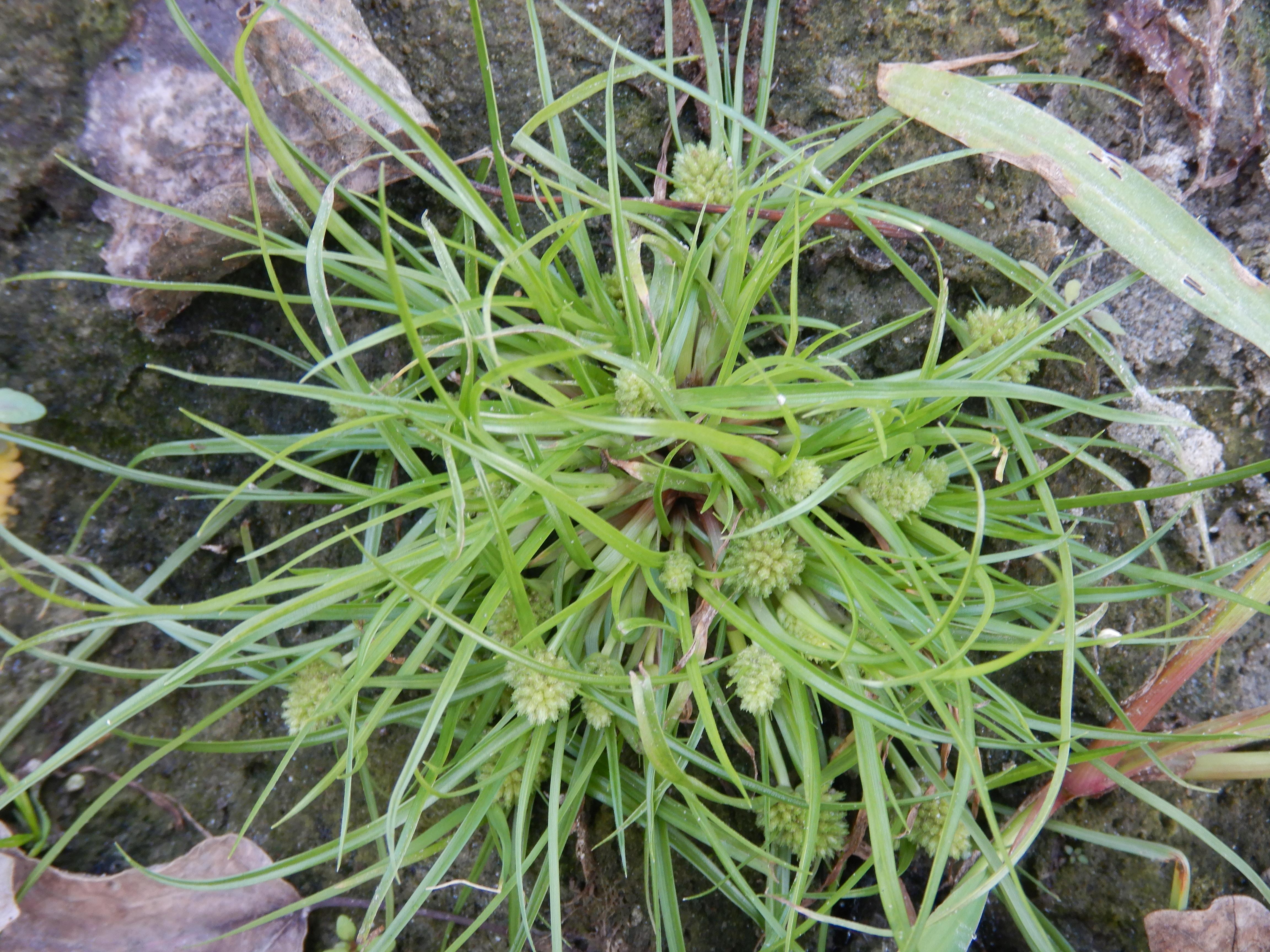 DSCN9883 orther inseln 2026-09-12 cyperus michelianus S.jpg