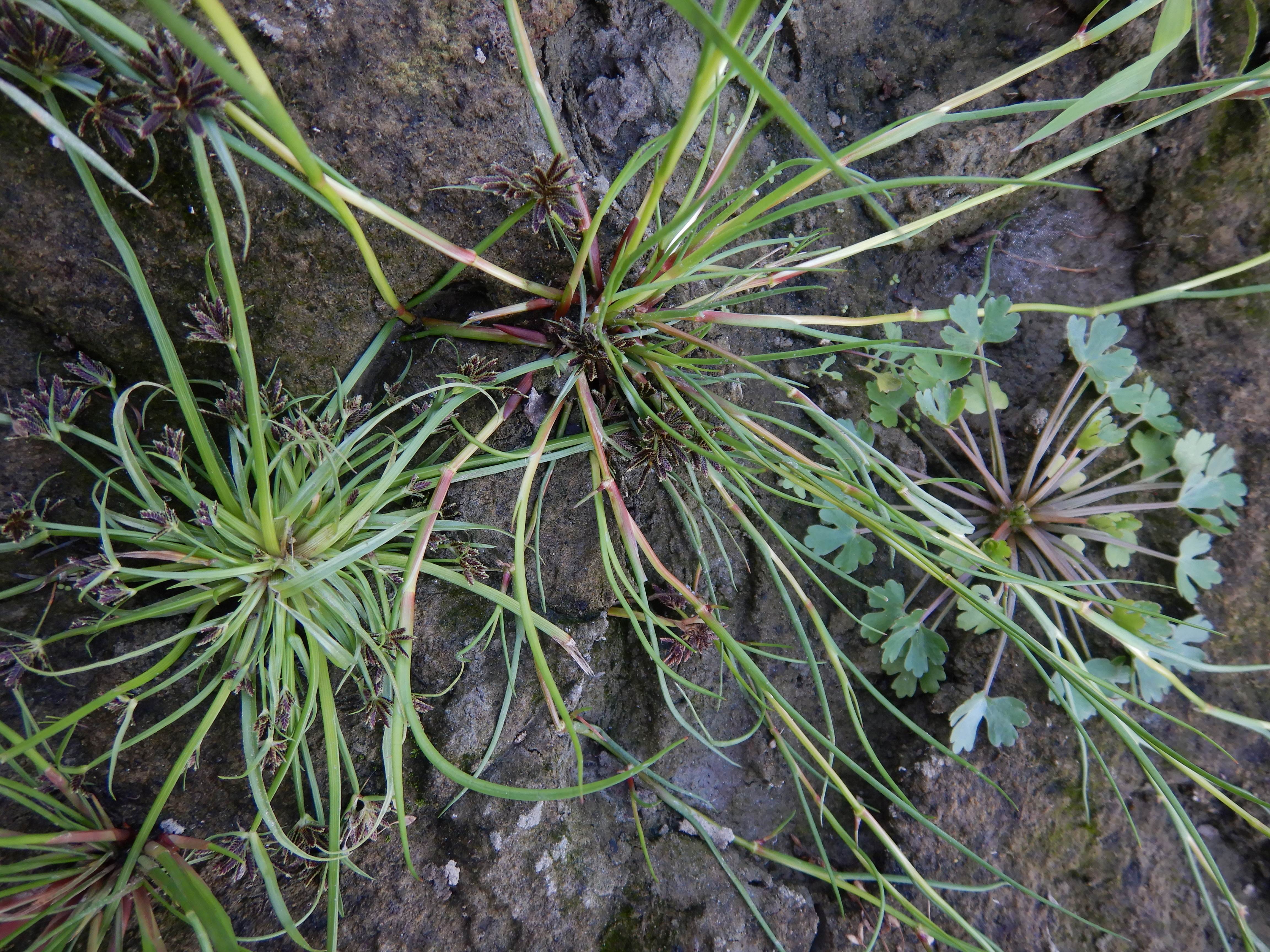 DSCN9909 orther inseln 2026-09-12 ranunculus sceleratus, juncus articulatus, cyperus fuscus.jpg