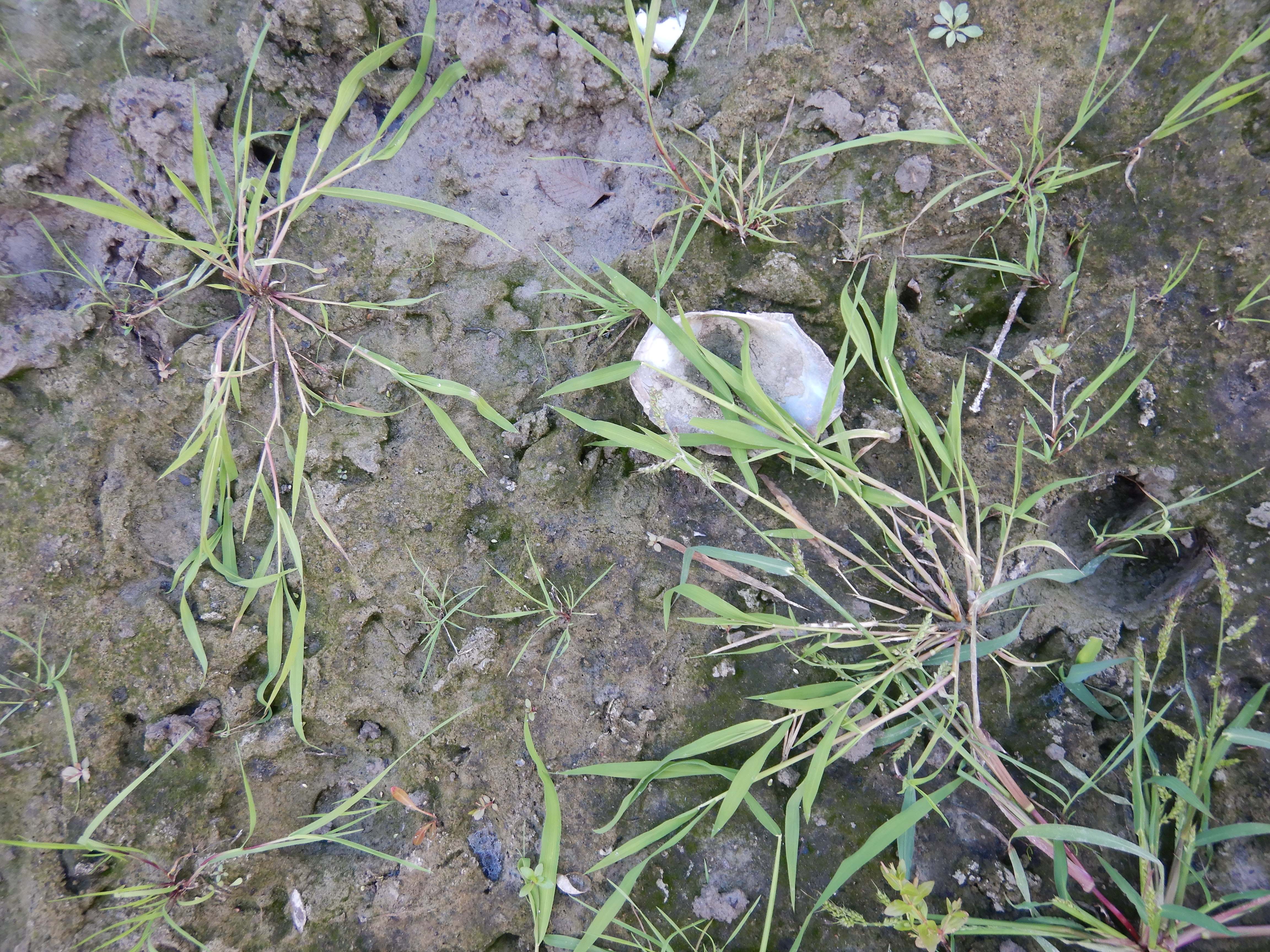 DSCN9925 orther inseln 2026-09-12 leersia oryzoides.jpg