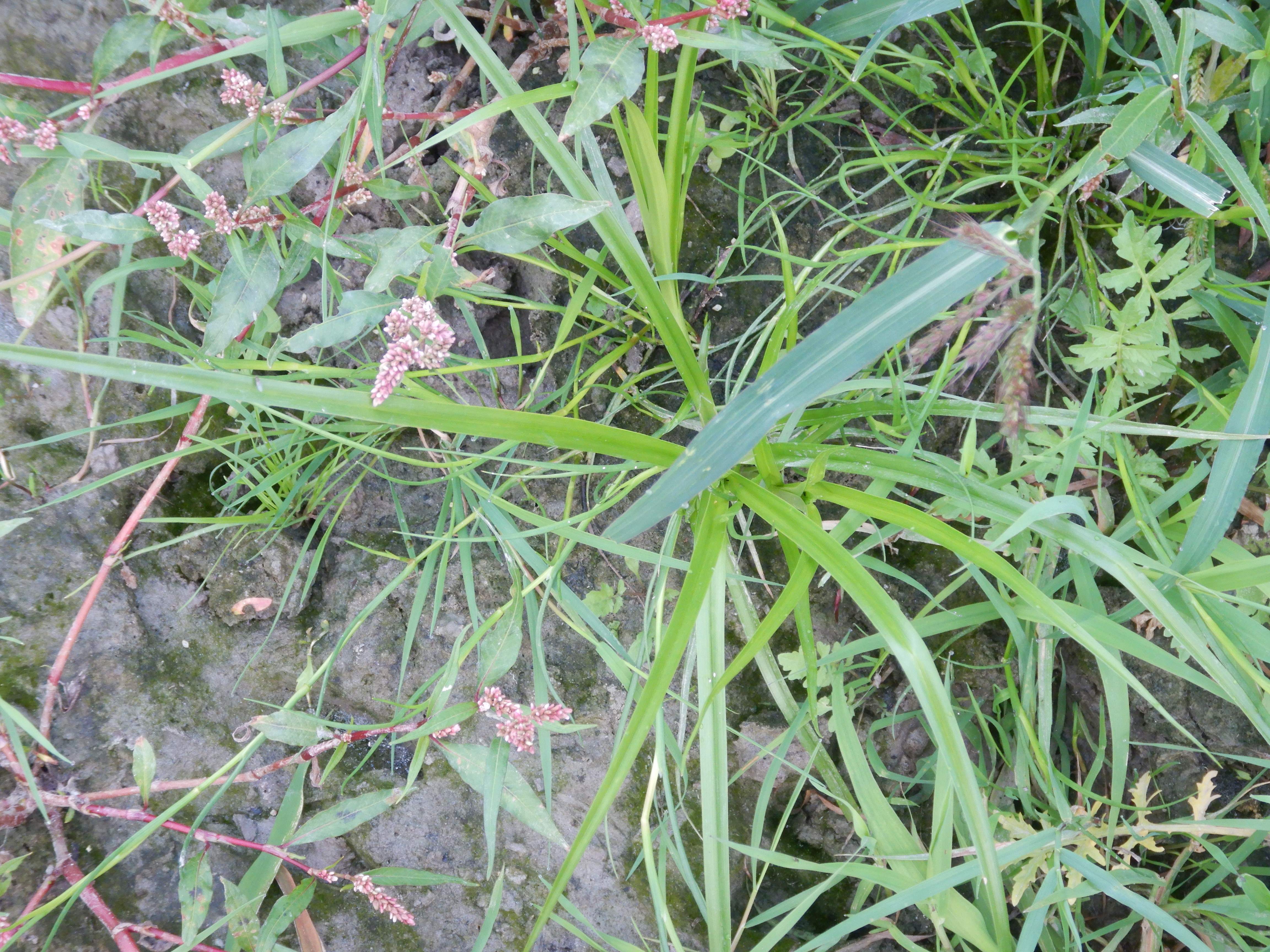 DSCN9970 orther inseln 2026-09-12 scirpus radicans etc.jpg
