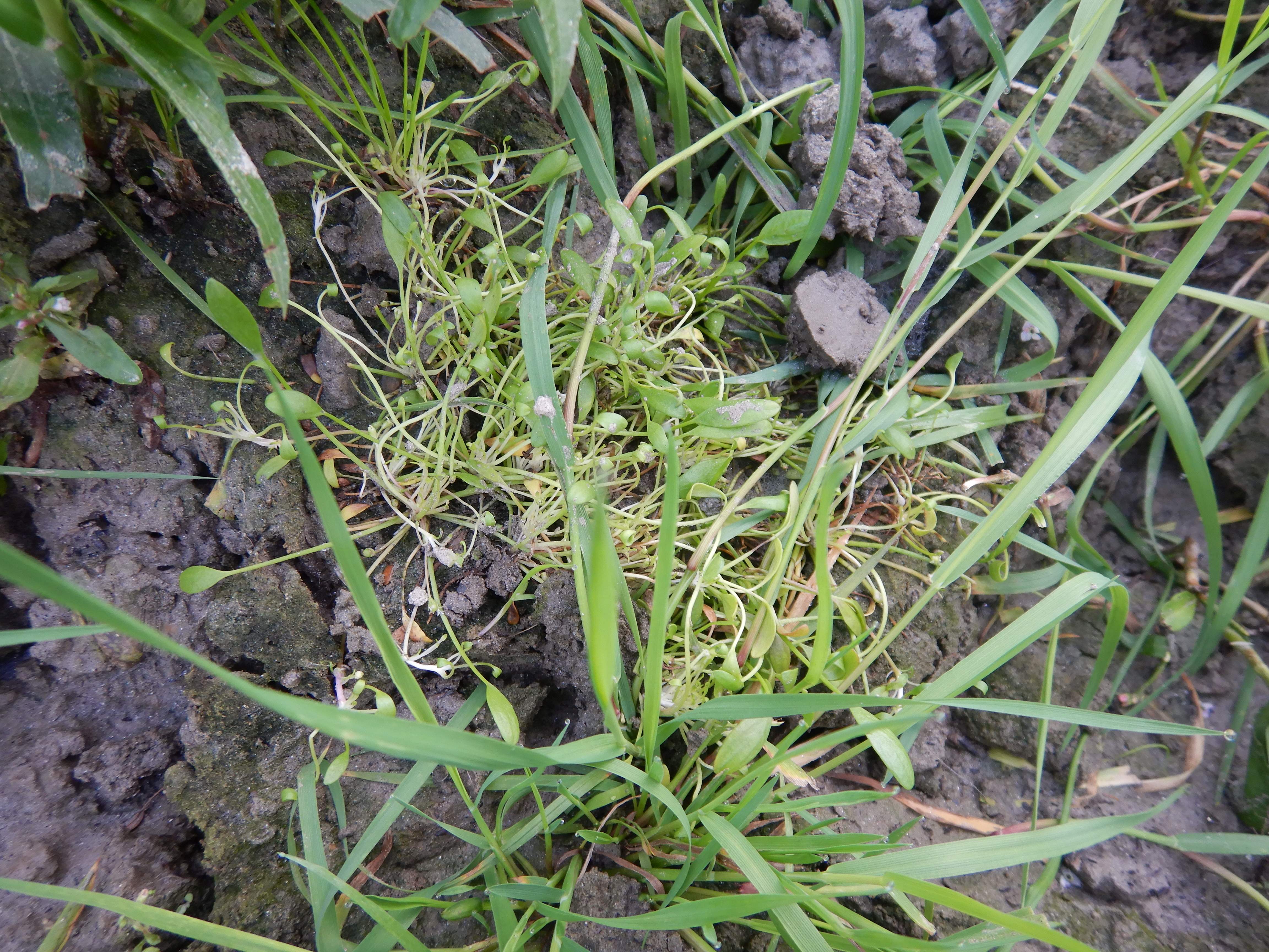 DSCN9976 orther inseln 2026-09-12 limosella aquatica, agrostis stolonifera.jpg