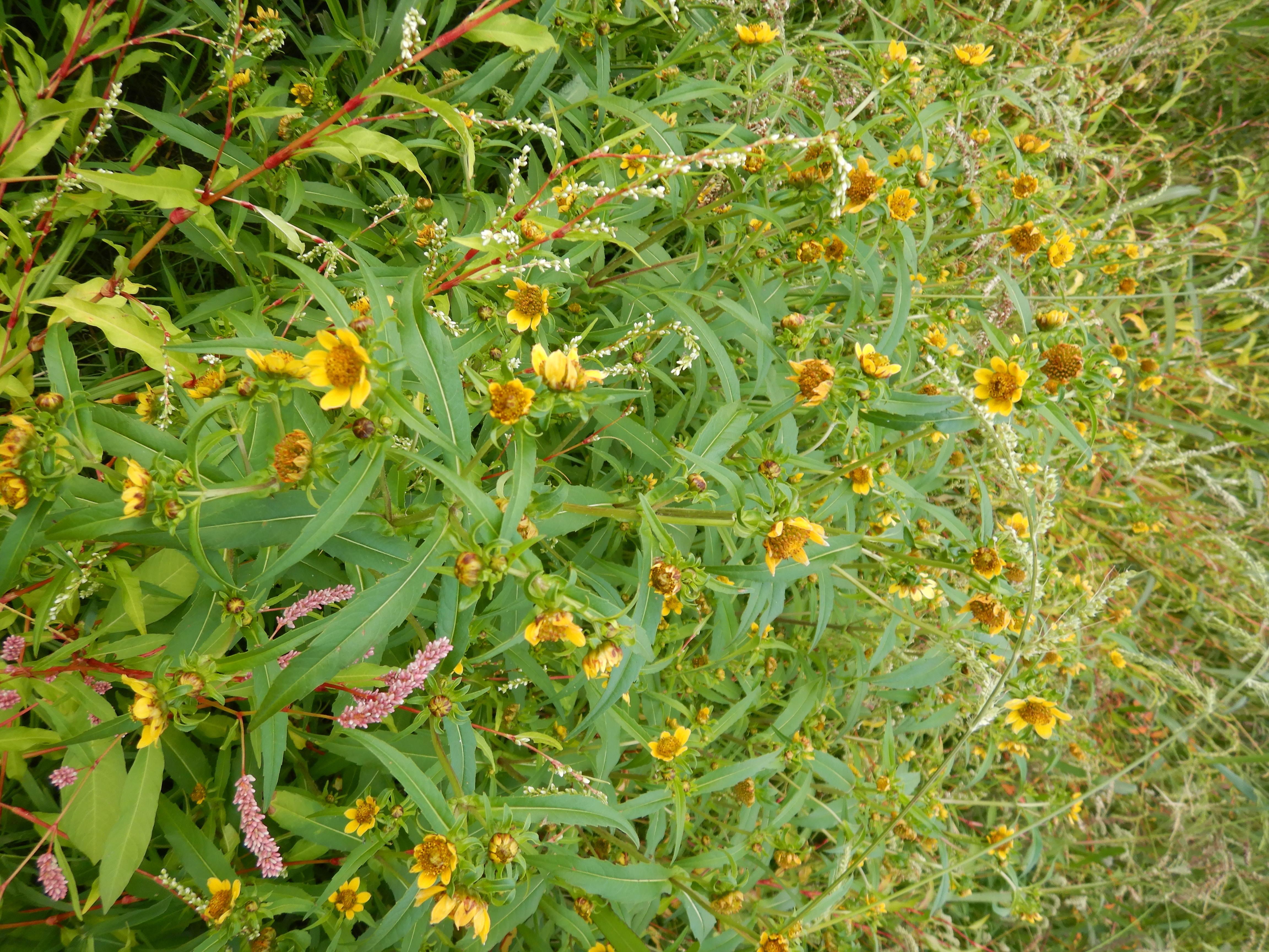 DSCN9983 orther inseln 2026-09-12 bidens cernua S.jpg