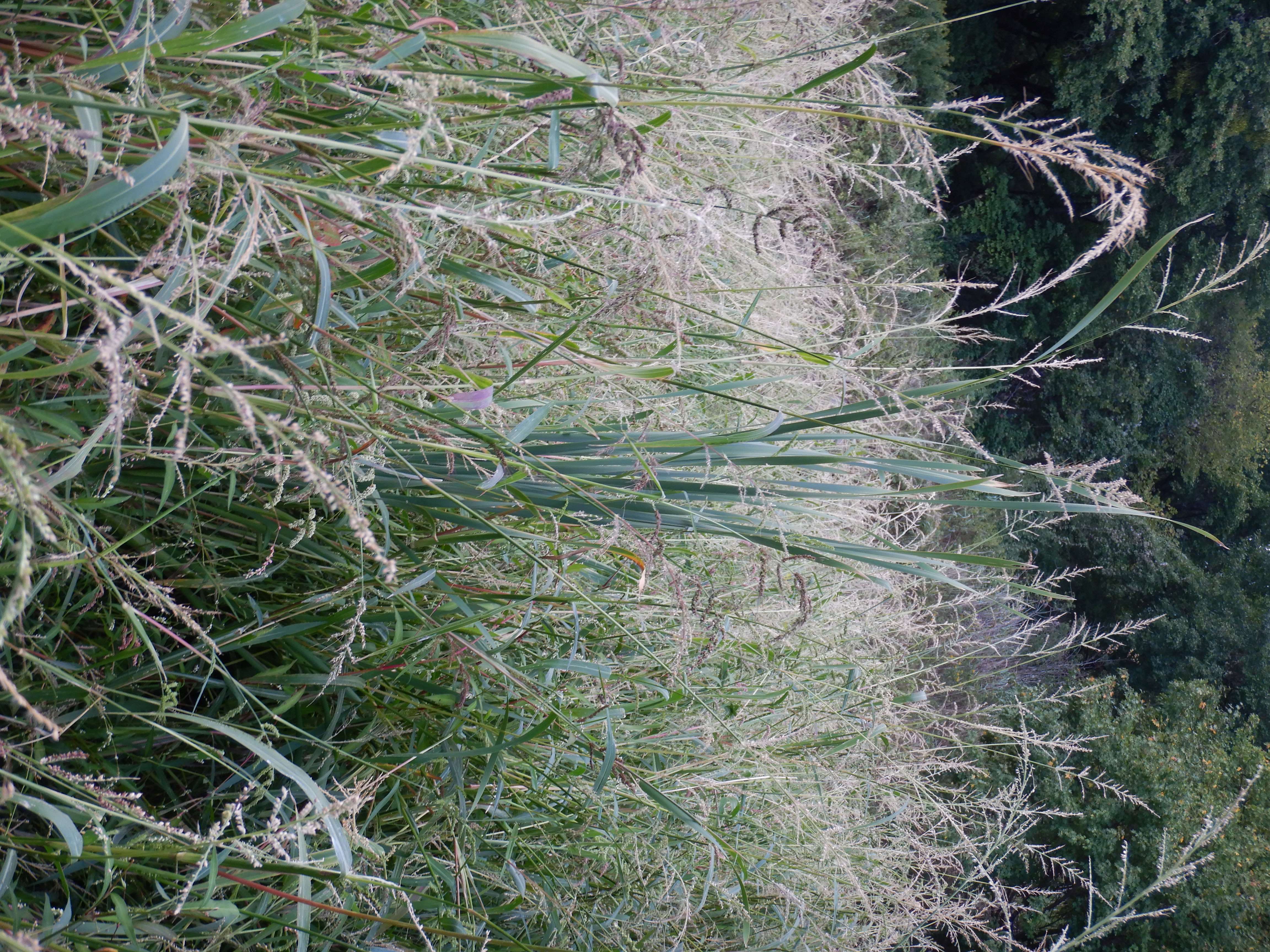 DSCN9986 orther inseln 2026-09-12 typha angustifolia, echinochloa crus-galli.jpg