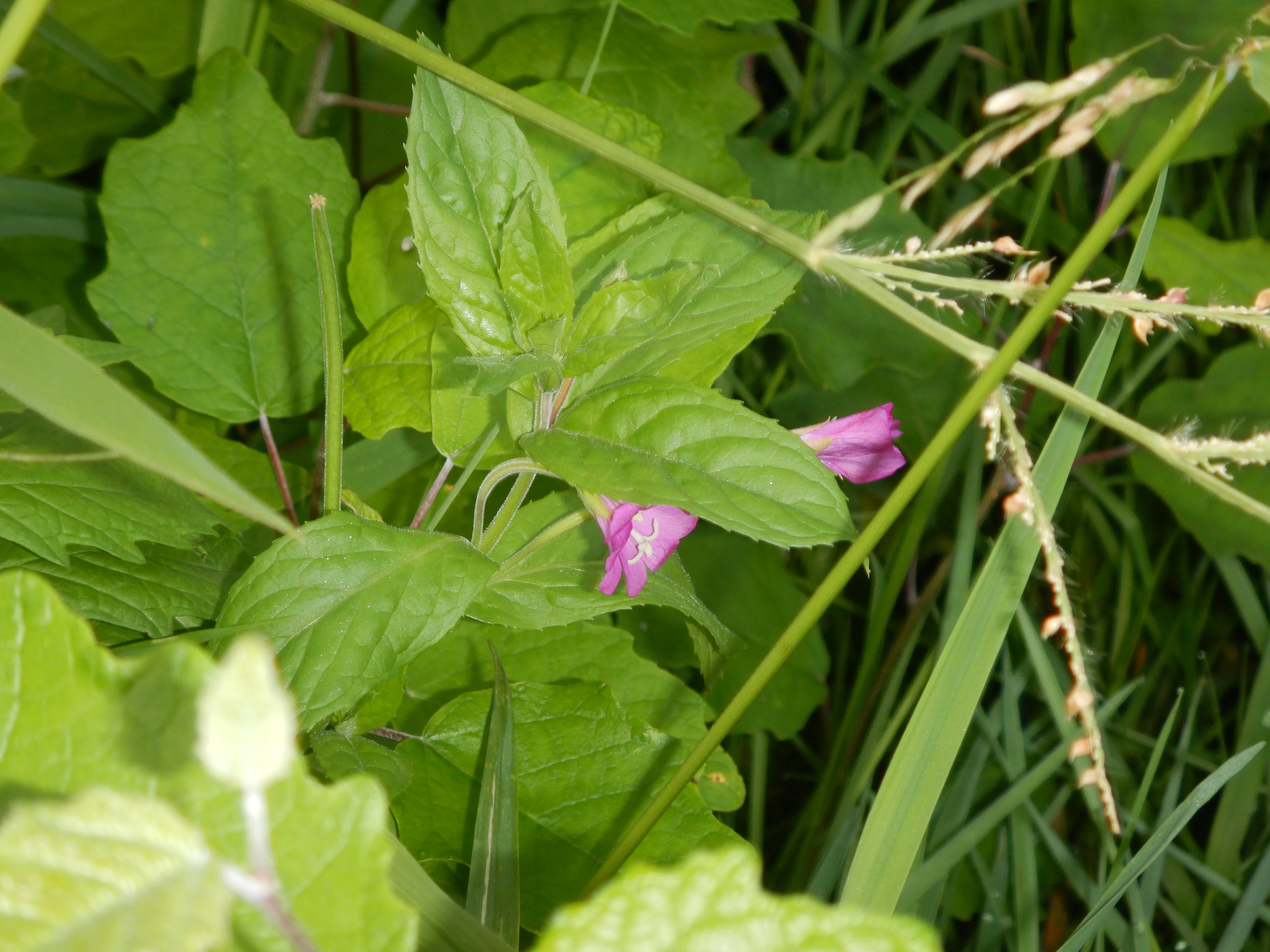 DSCN9987 orther inseln 2026-09-12 epilobium hirsutum.jpg