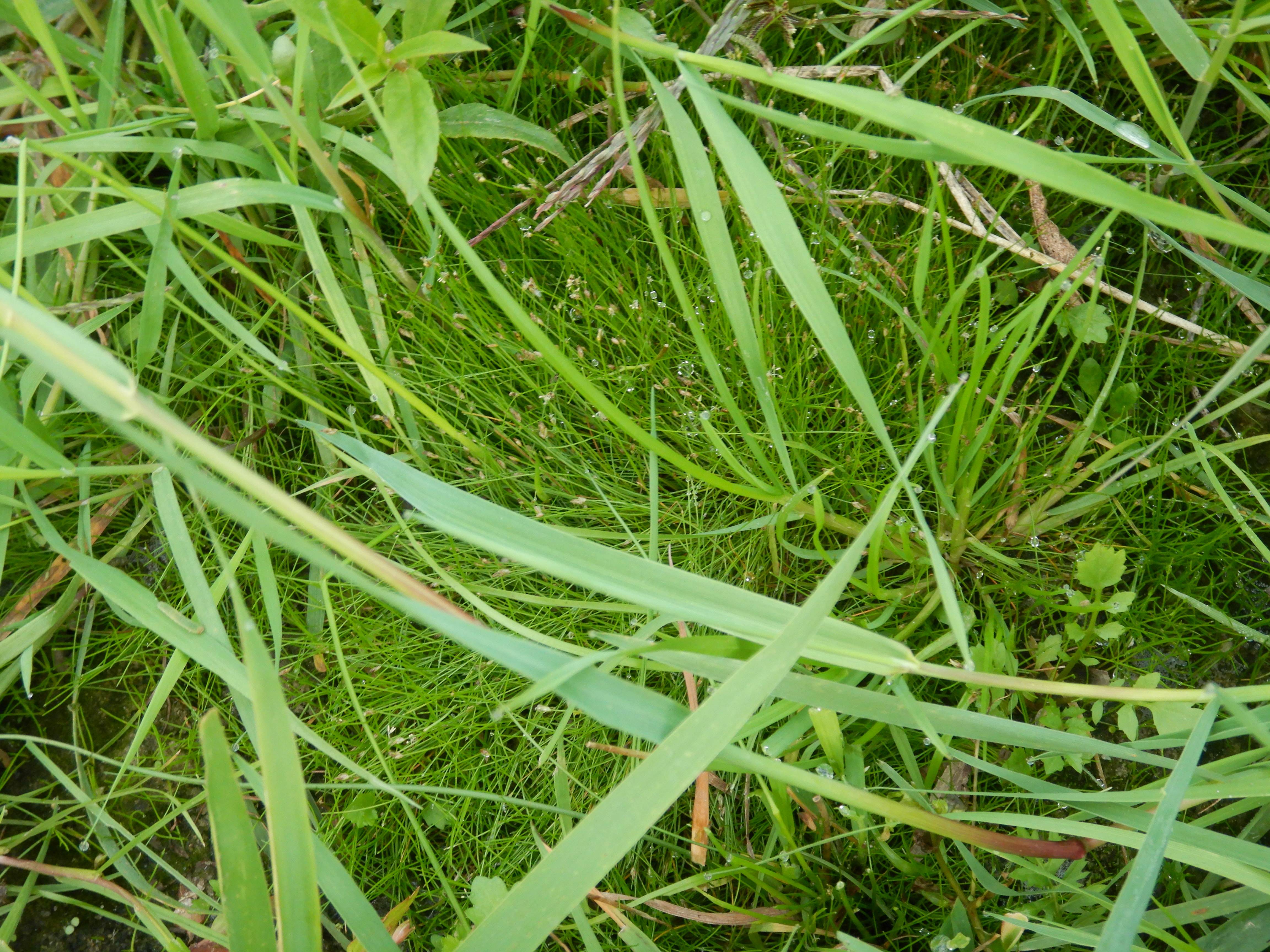 DSCN9990 orther inseln 2026-09-12 eleocharis acicularis S.jpg