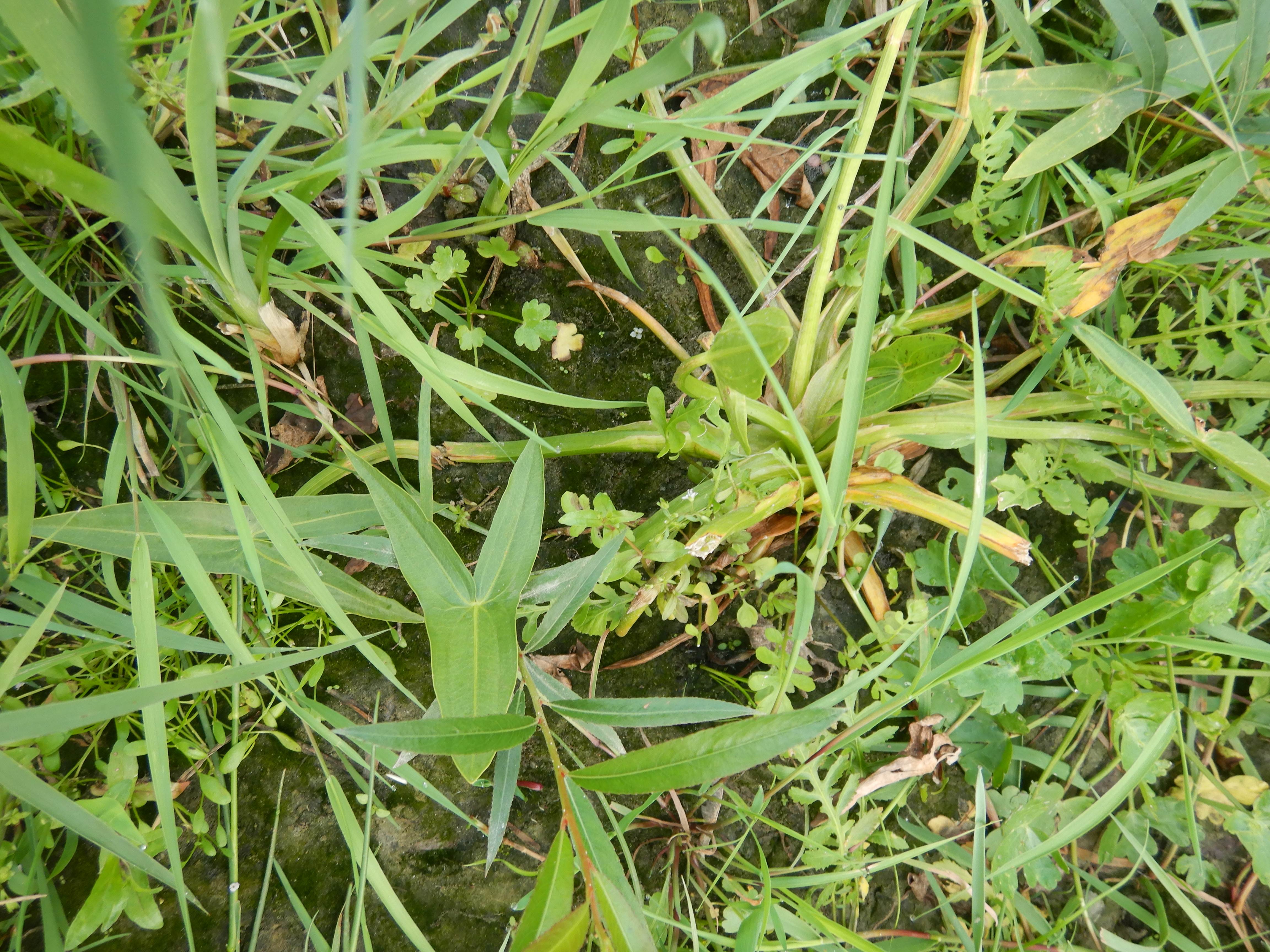 DSCN9995 orther inseln 2026-09-12 sagittaria sagittifolia S etc.jpg