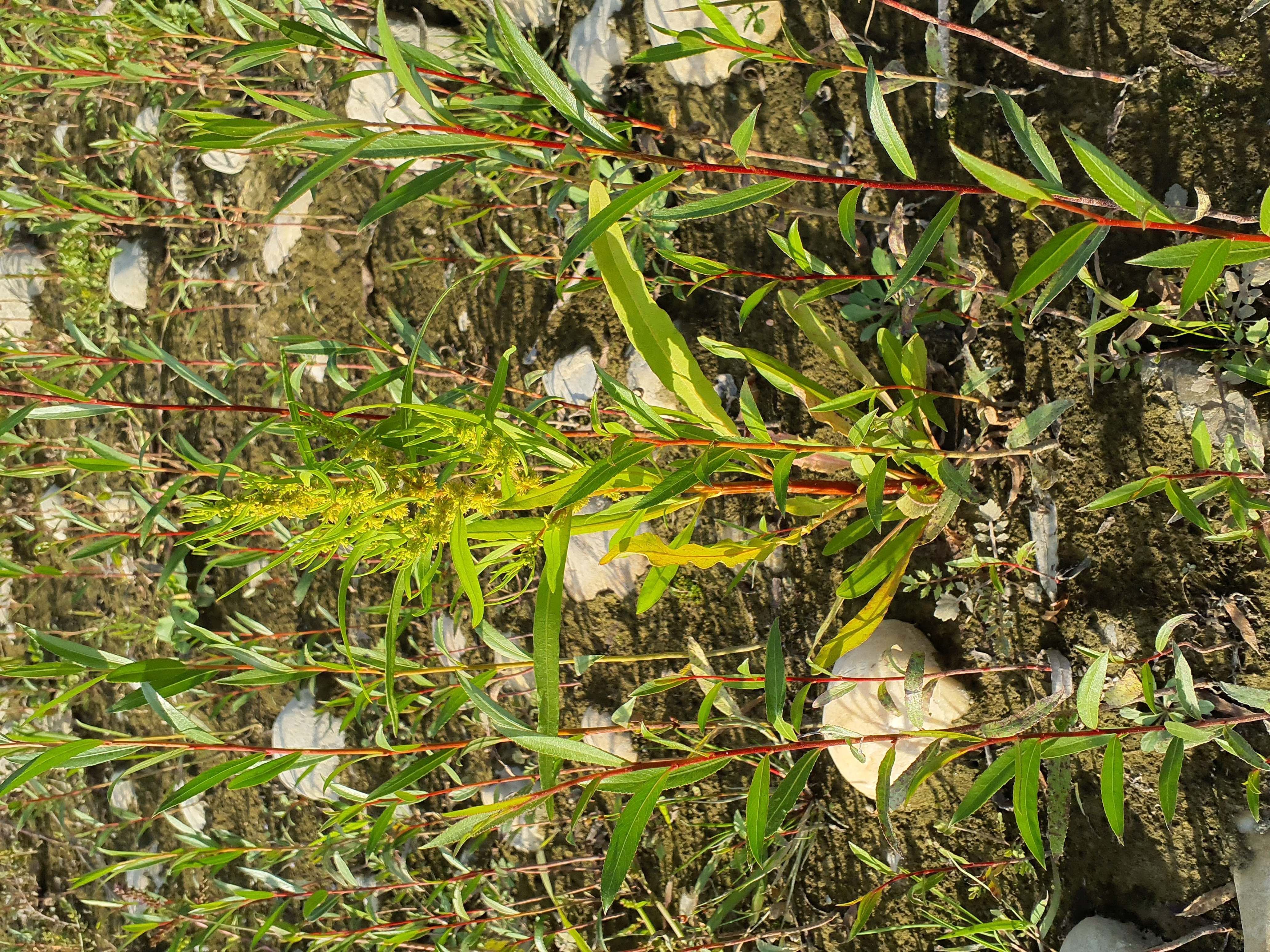 IMG_20260912_172351 orther inseln 2026-09-12 salix alba, rumex palustris S.jpg