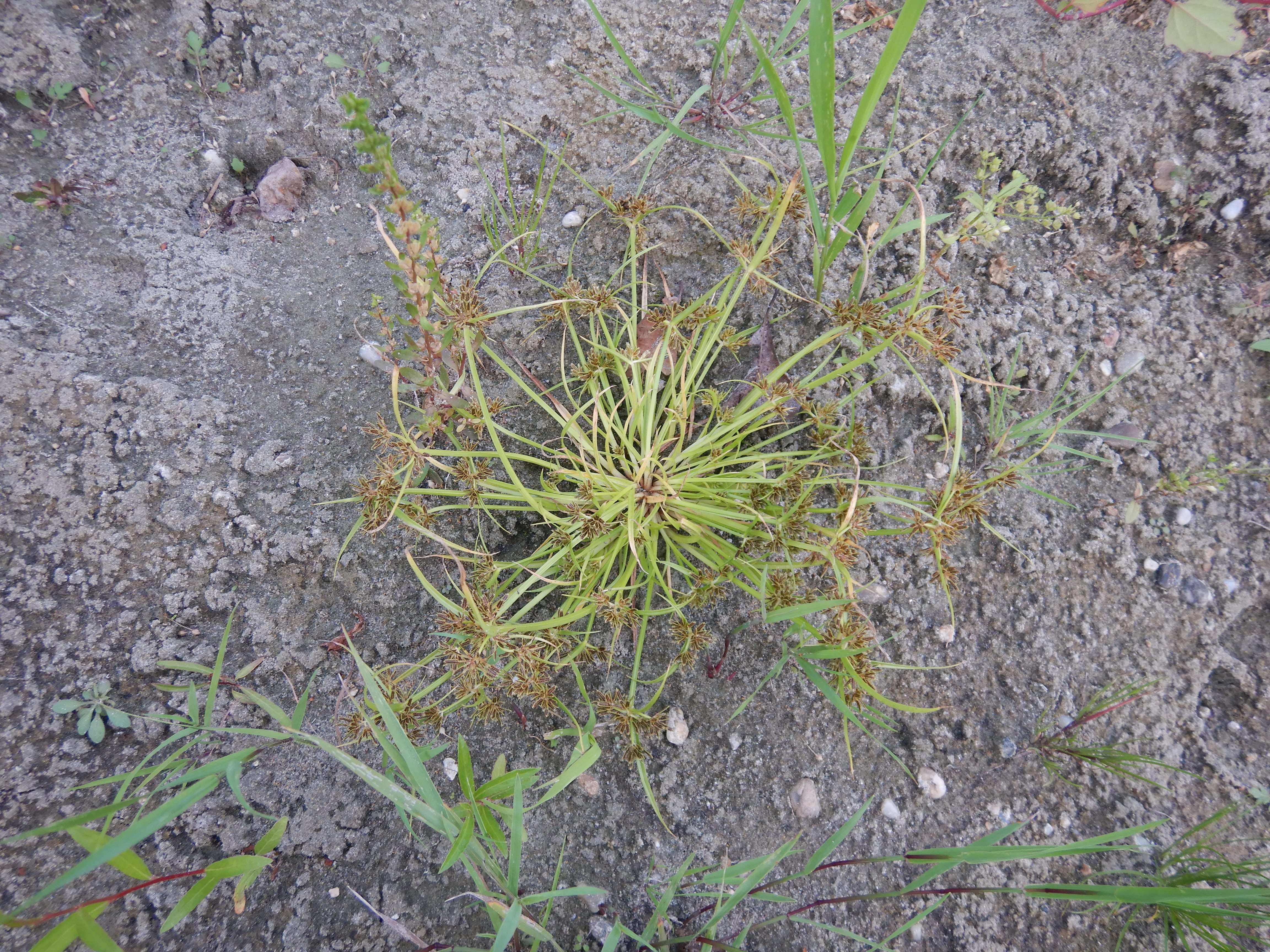DSCN0009 orther inseln 2026-09-12 cyperus fuscus, veronica peregrina etc.jpg