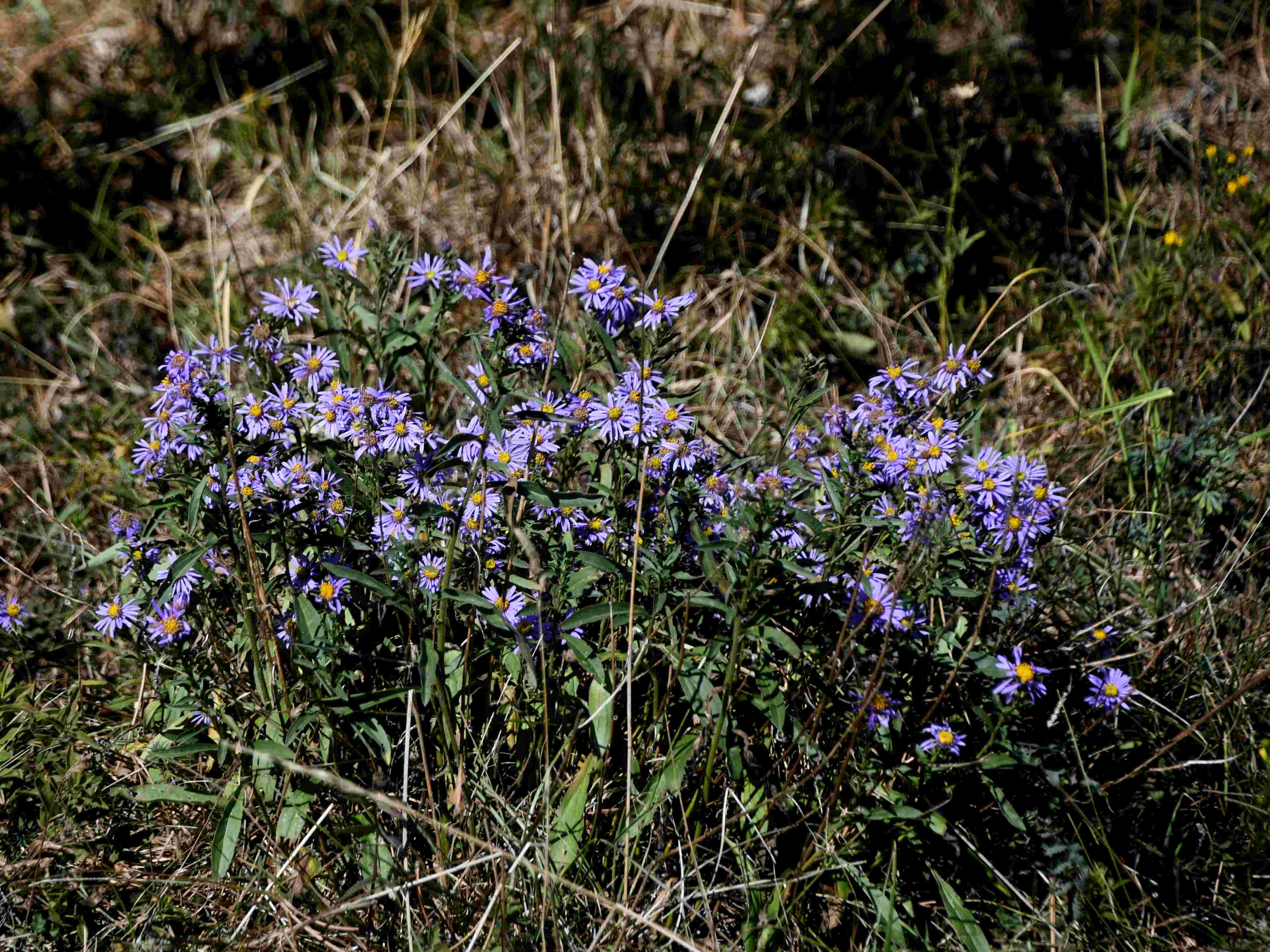 Pdf - 26092026 - (134) - Aster amellus - Berg-Aster.JPG