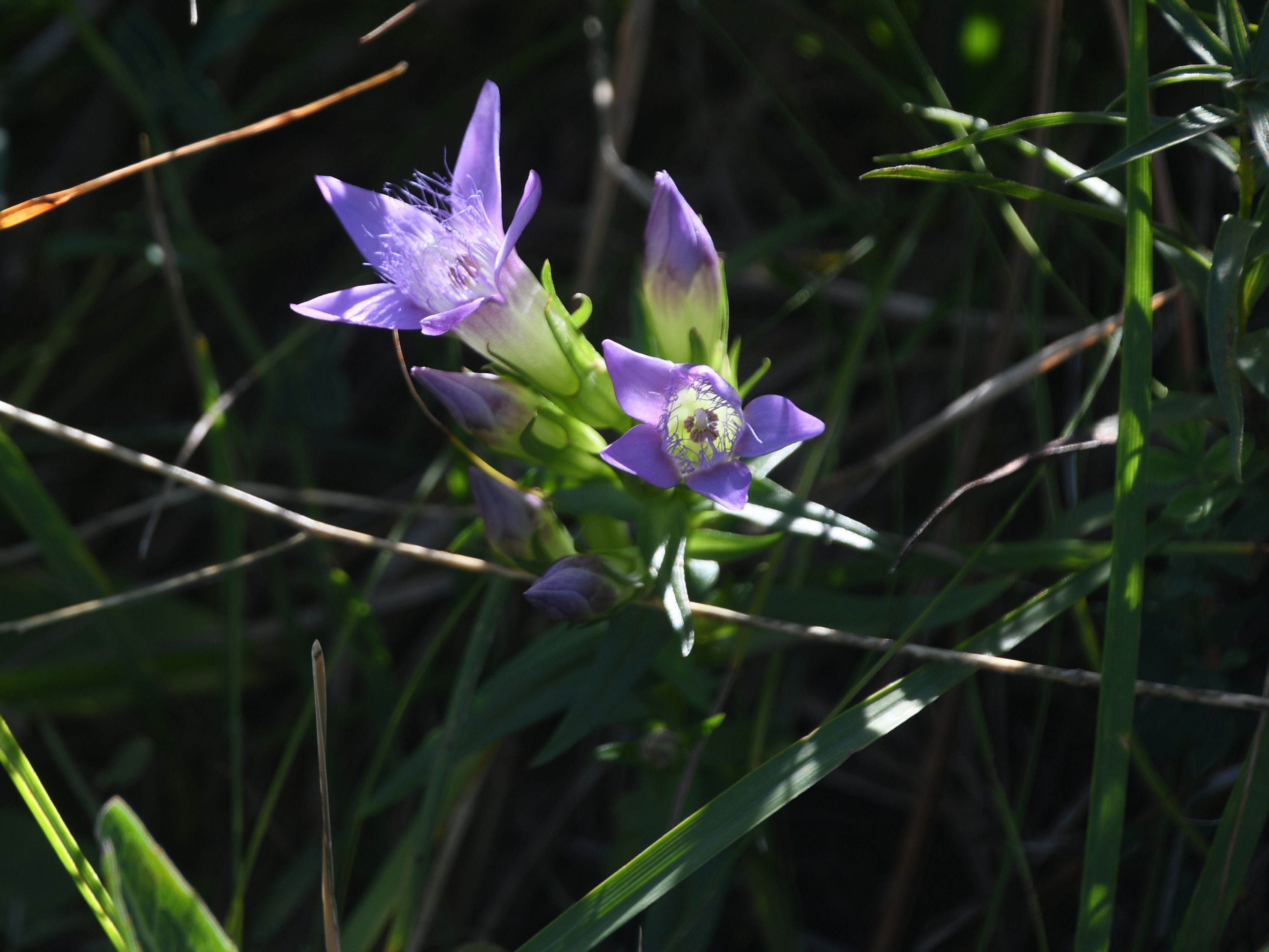 Pdf - 26092026 - (166) -  Gentianella austriaca - Österreich-Kranzenzian.JPG