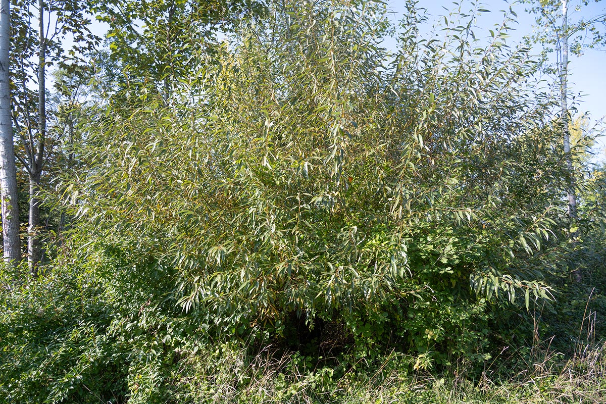 Habitus.jpg