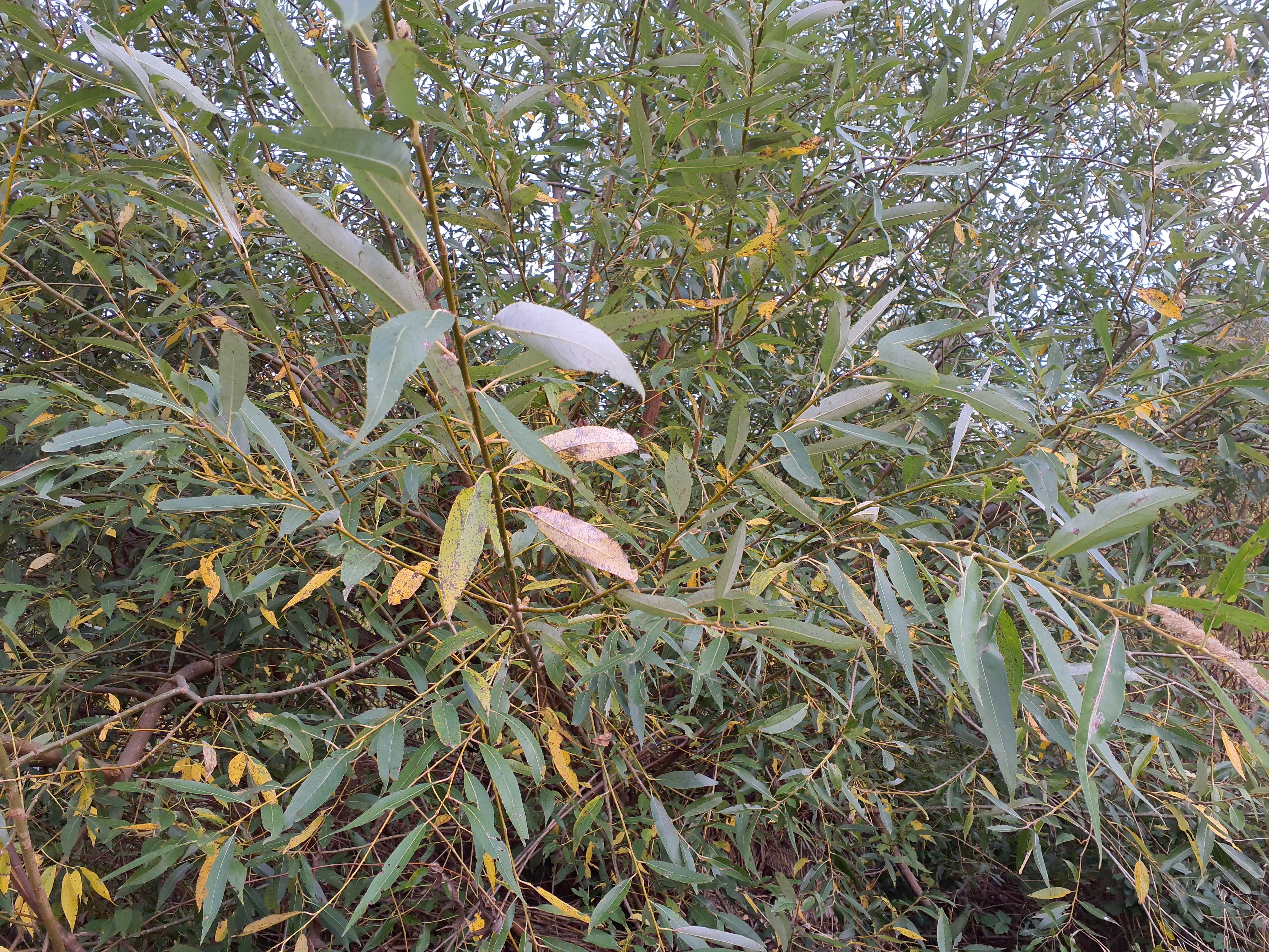 IMG_20261011_180017 salix fragilis haslauer donauau 2026-10-11.jpg