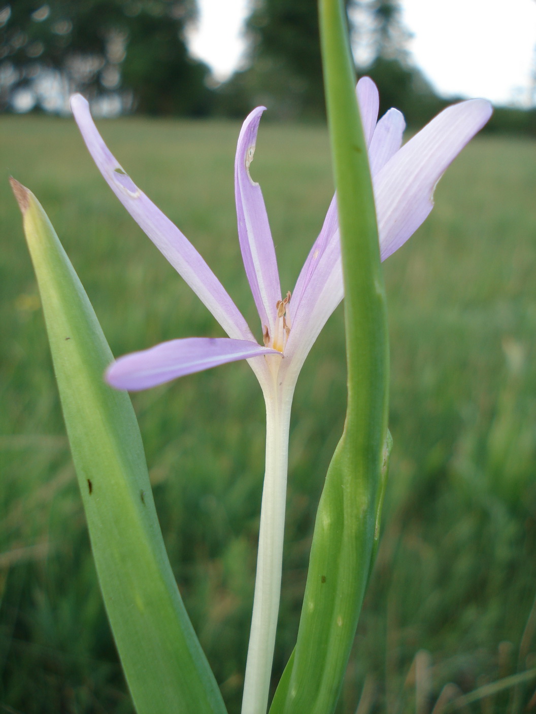 Colchicum.autumnale.fo.vernum.Moosbrunn.21.5.11.JPG