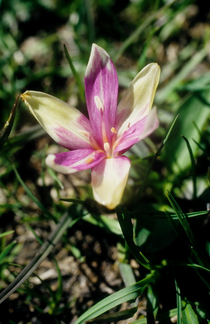 Colchicum.autumnale.fo.vernum.NÖ-Gahns. 25.05.97.jpg