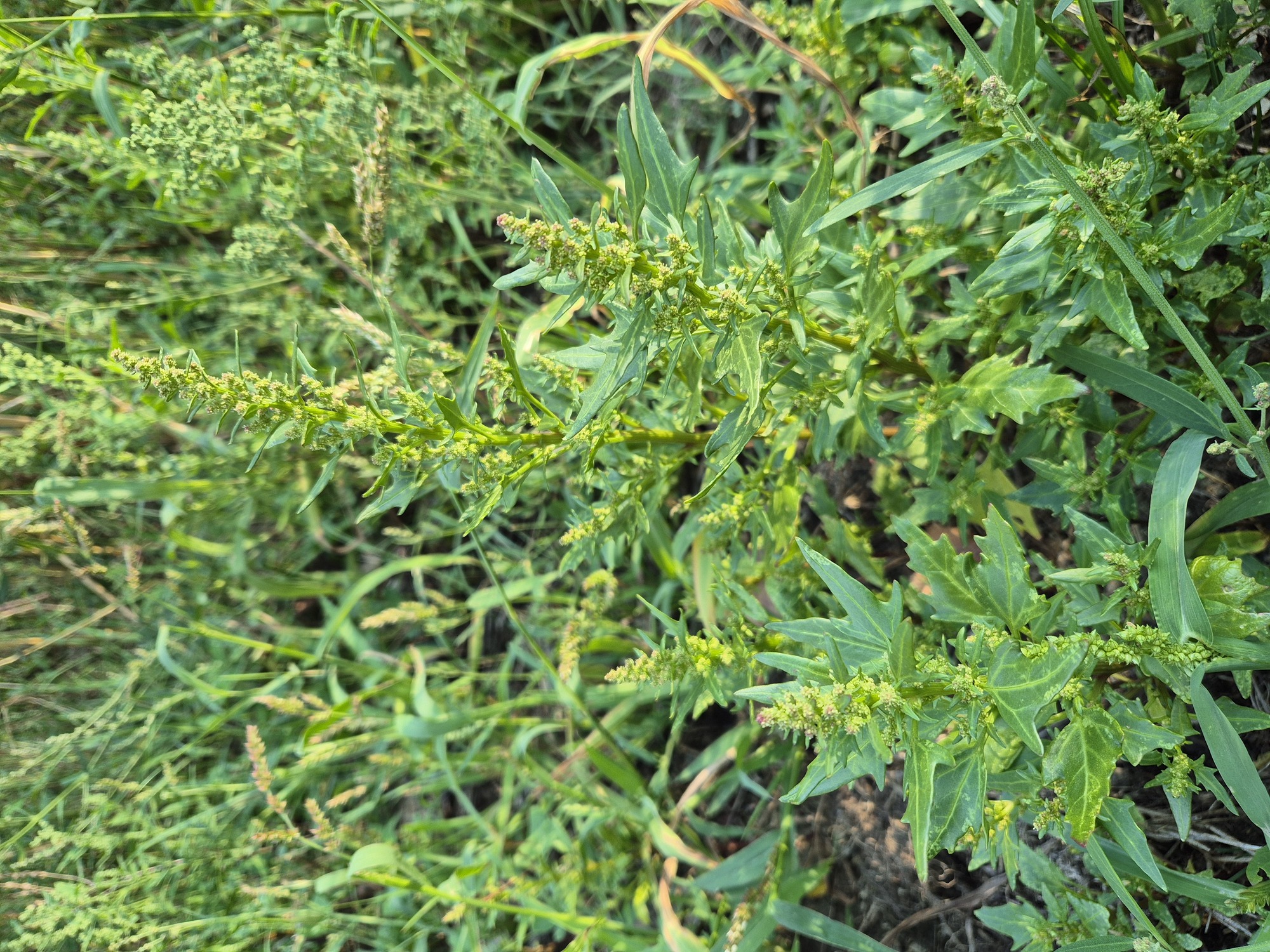 20260819_181424.jpg