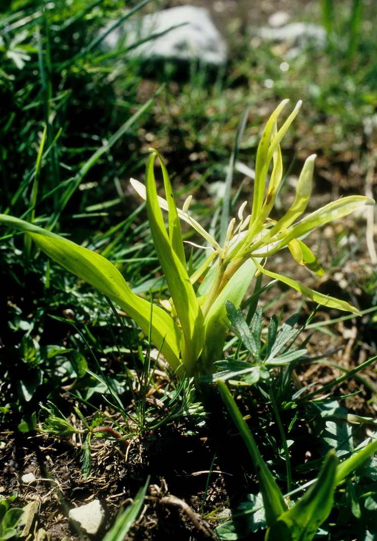 Colchicum.autumnale.fo.vernum.NÖ-Gahns.25.05.97.jpg