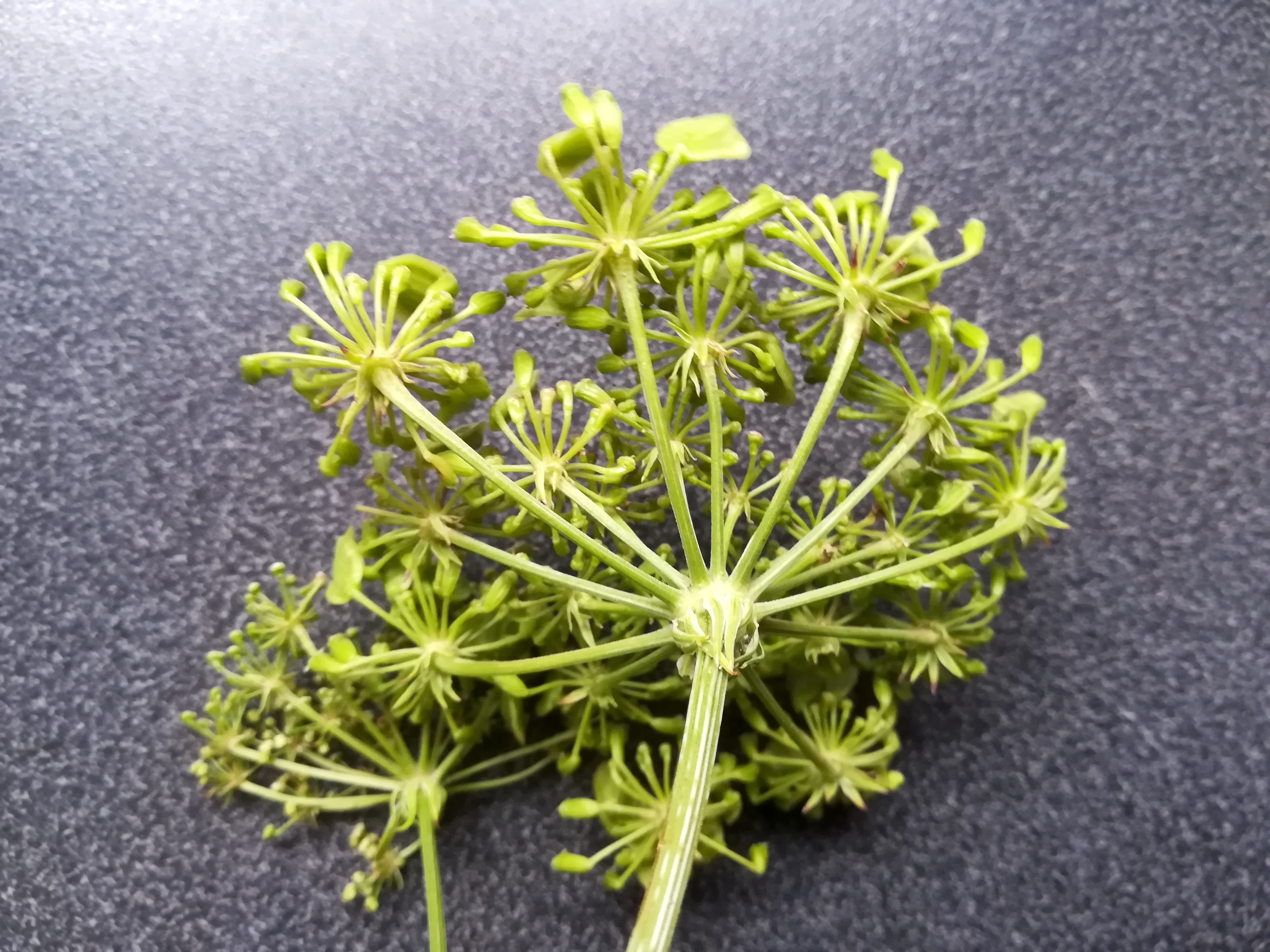 arsenal wien cf. peucedanum oreoselinum_20180714_165604 Kopie.jpg