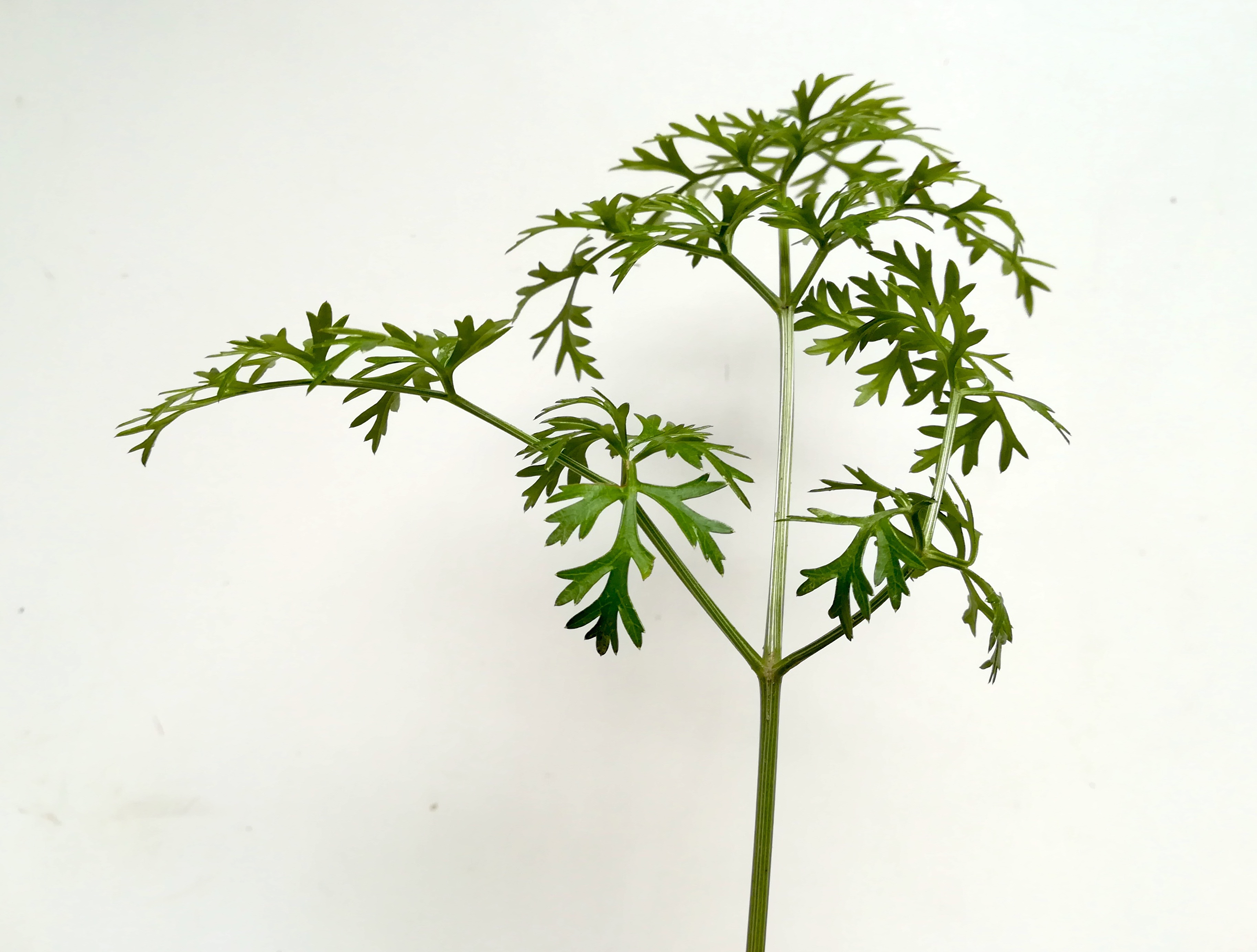 peucedanum cf. austriacum arsenal wien_20180718_175114.jpg