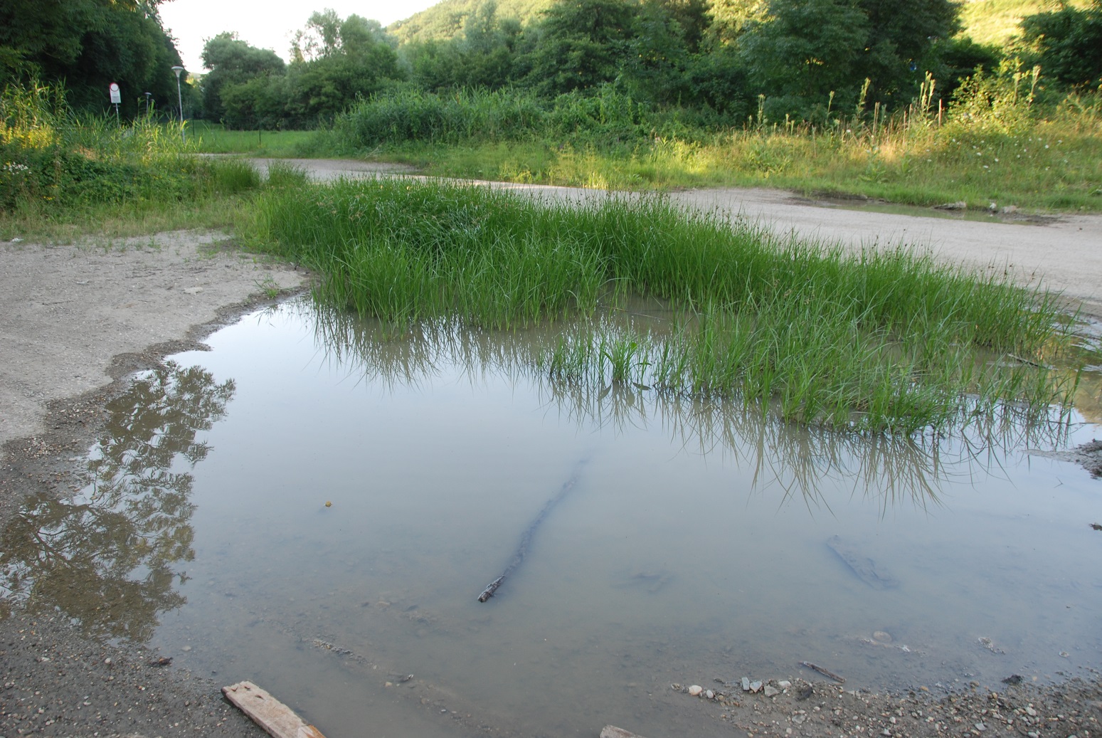 Wienerwaldsee-14072018-(6) - Parkplatz unter der Autobahnbrücke - große Lacke.JPG