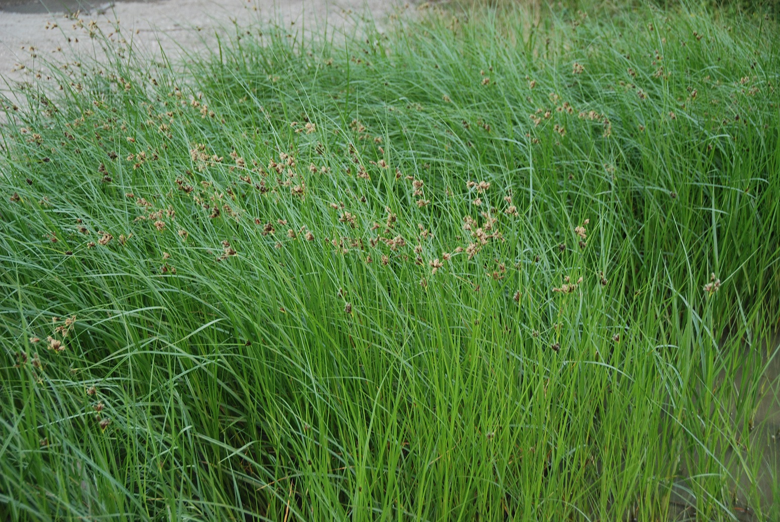 Wienerwaldsee-14072018-(15) - Parkplatz unter der Autobahnbrücke - große Lacke.JPG