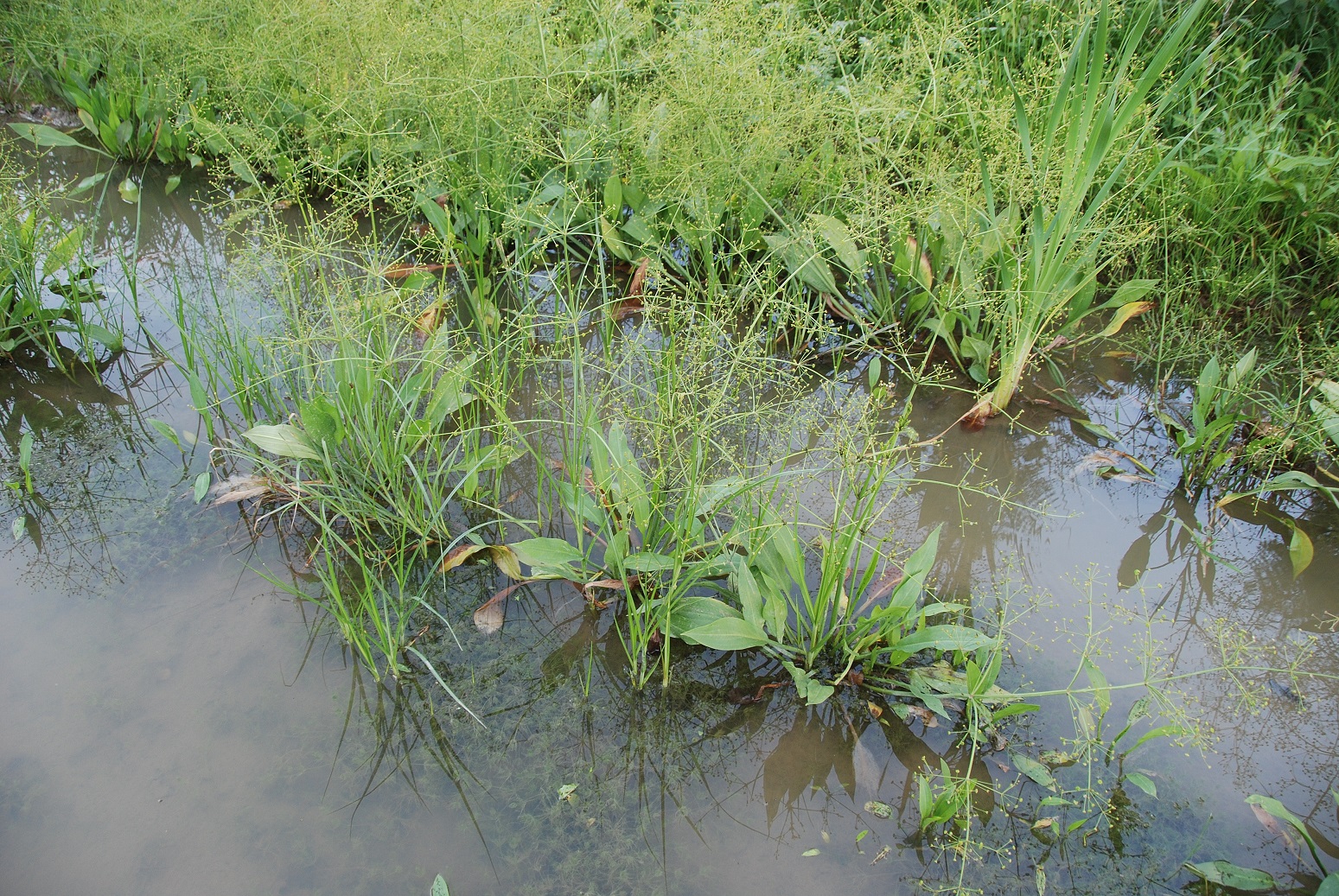 Wienerwaldsee-14072018-(10) - Parkplatz unter der Autobahnbrücke - Alisma plantago-aquatica - Gewöhnlicher Froschlöffel.JPG