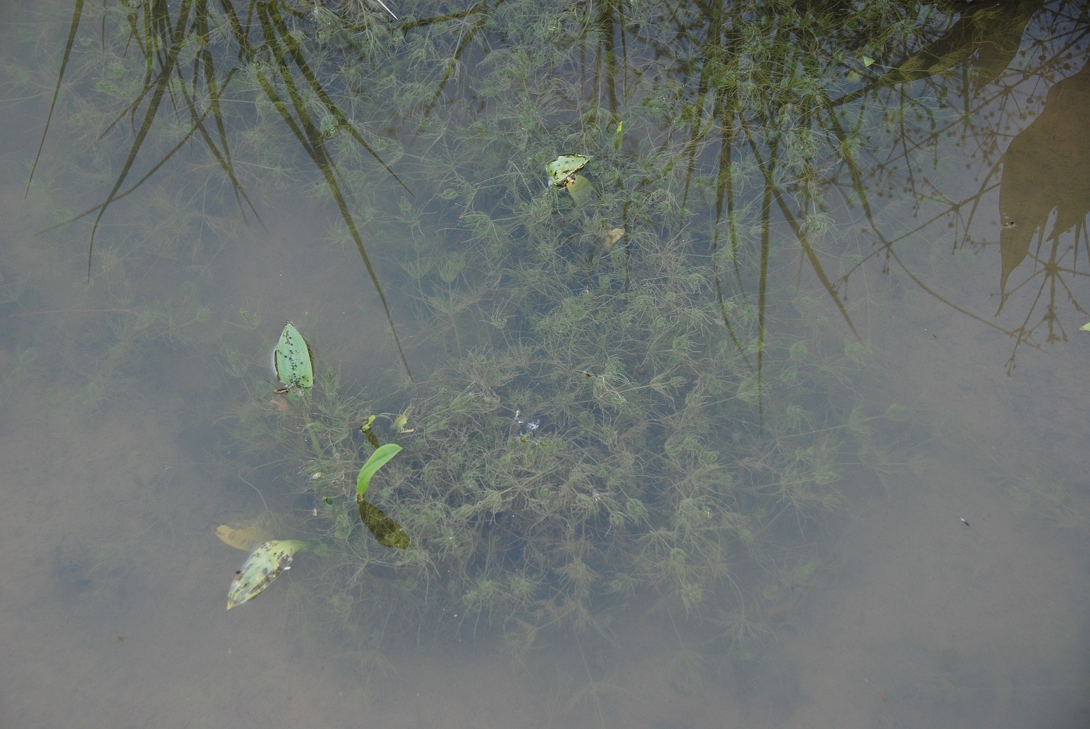 Wienerwaldsee-14072018-(9) - Parkplatz unter der Autobahnbrücke - Characeae sp.- Armleuchteralge.JPG