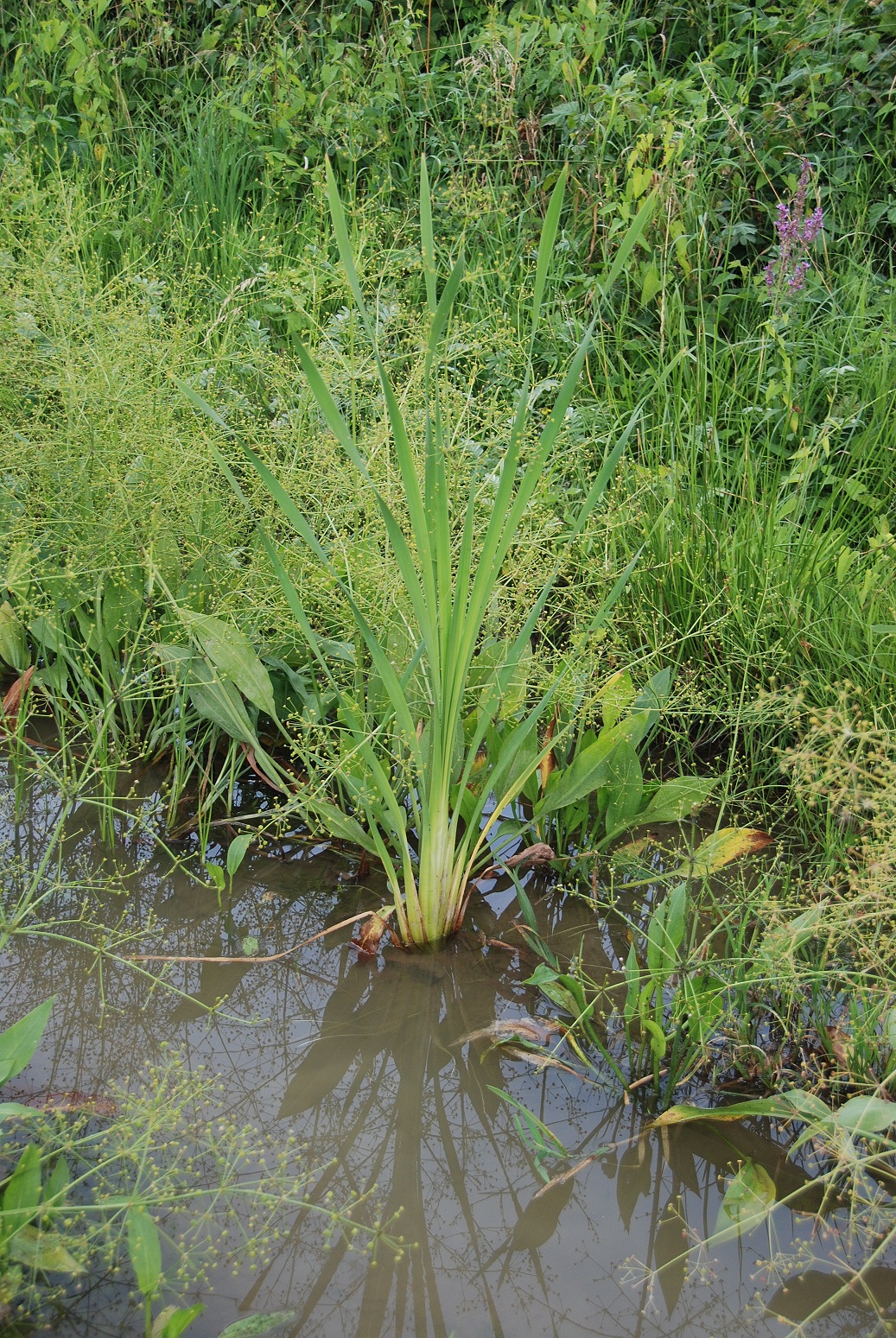 Wienerwaldsee-14072018-(13) - Parkplatz unter der Autobahnbrücke - Acorus calamus - Kalmus fraglich.JPG