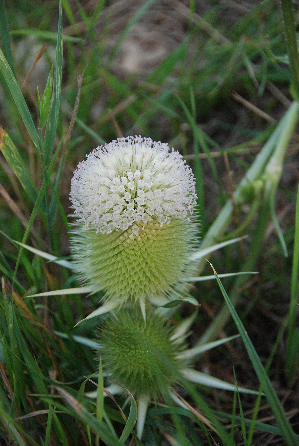Wienerwaldsee-14072018-(16) - Parkplatz unter der Autobahnbrücke - Dipsacus laciniatus - Schlitzblatt-Karde.JPG