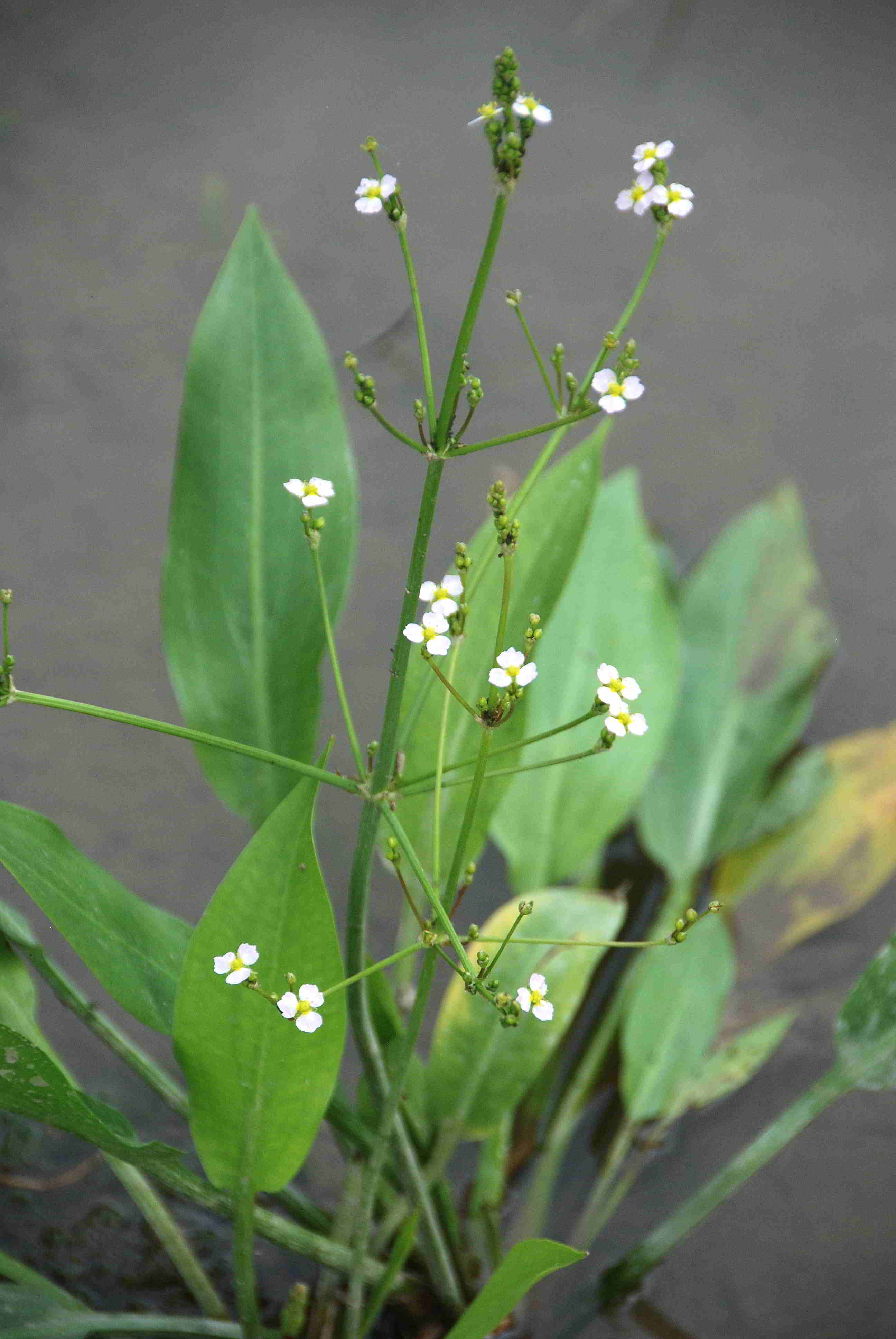 Wienerwaldsee-21072018-(1) - Parkplatz unter der Autobahnbrücke - kleine Lacke - Alisma lan.JPG