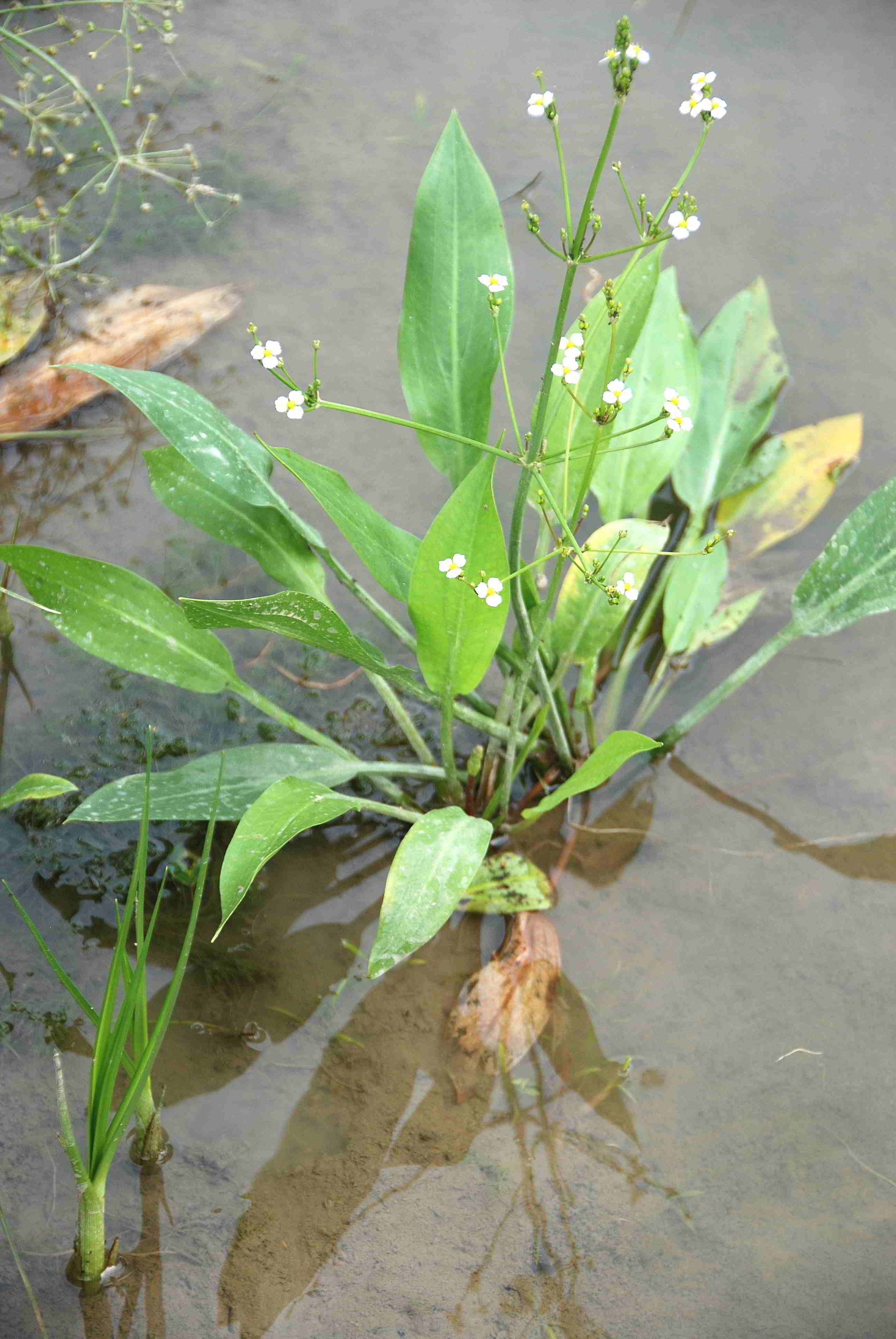Wienerwaldsee-21072018-(2) - Parkplatz unter der Autobahnbrücke - kleine Lacke - Alisma lan.JPG