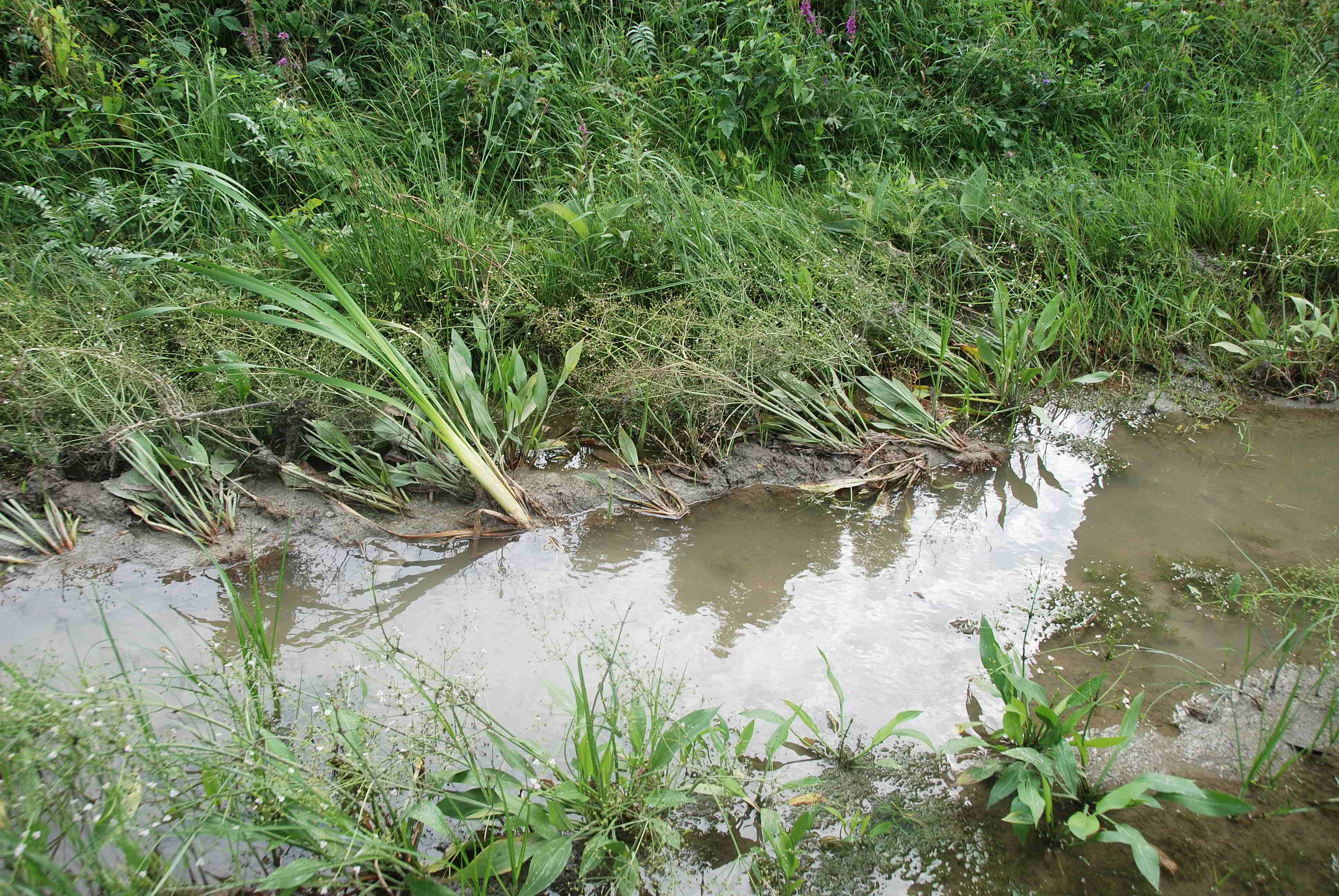 Wienerwaldsee-21072018-(5) - Parkplatz unter der Autobahnbrücke - kleine Lacke - Alisma lan.JPG